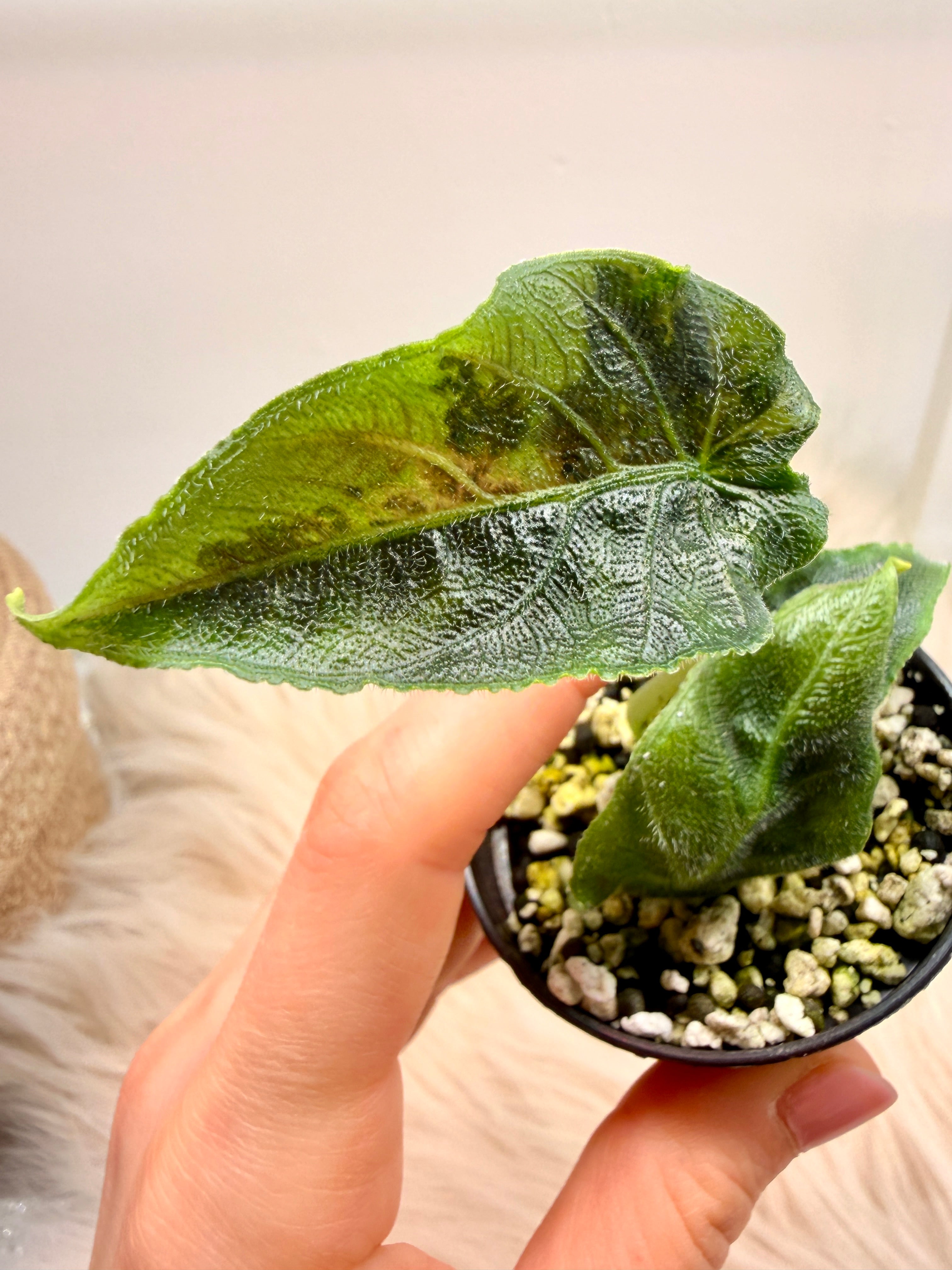 Variegated Alocasia Antoro Velvet Aurea | rare Aurea Velvet rarity