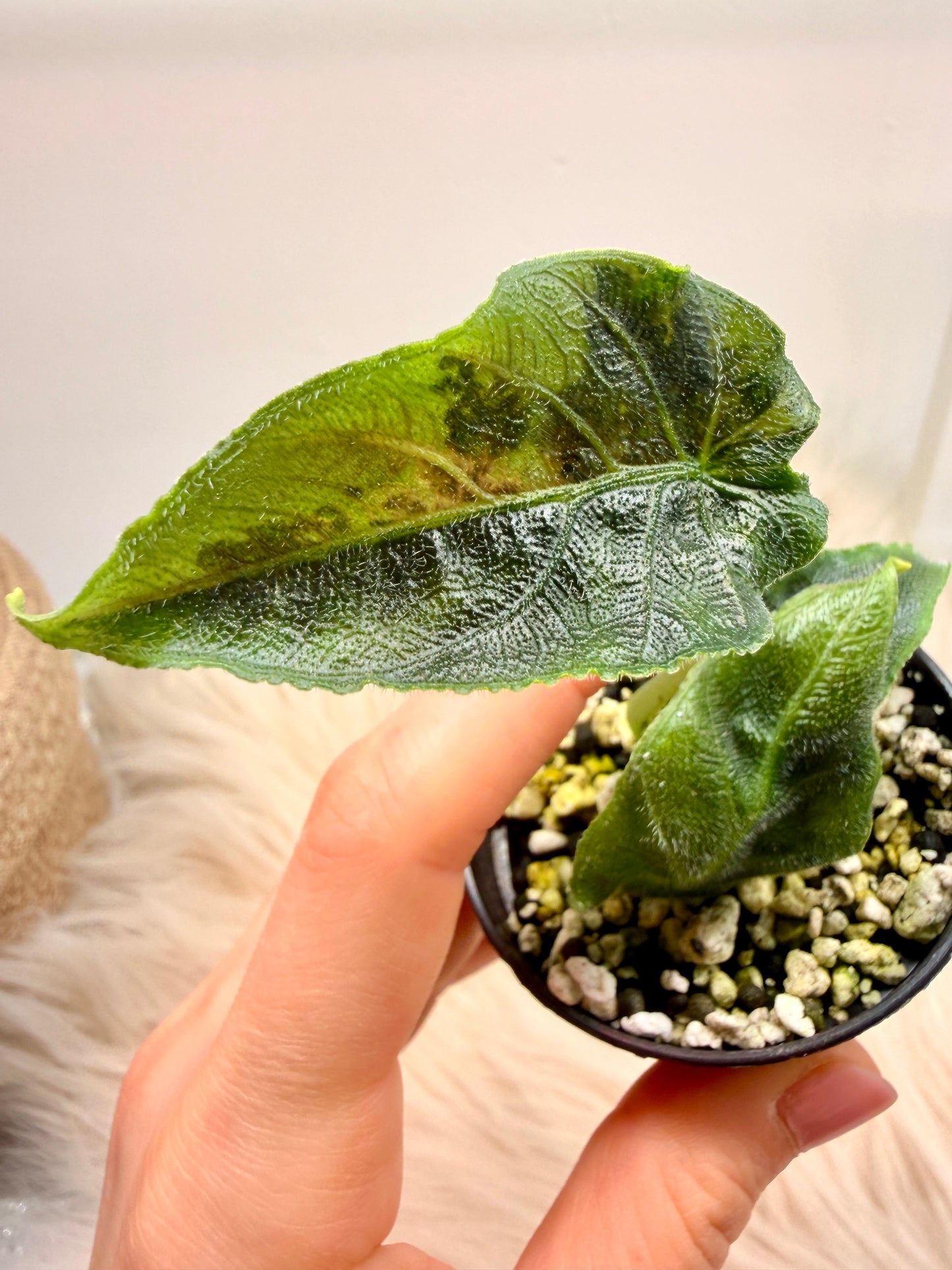 Variegated Alocasia Antoro Velvet Aurea