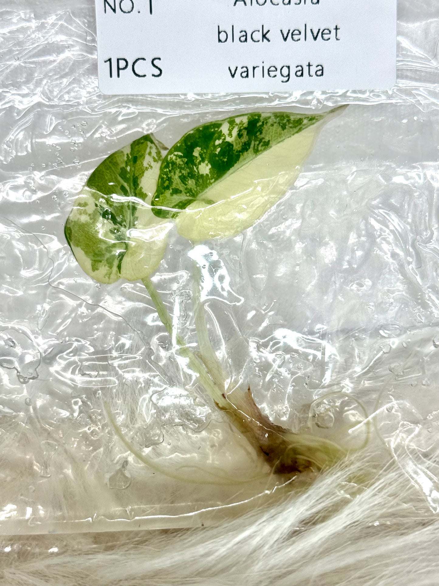 Alocasia Black Velvet Pink Tissue Culture