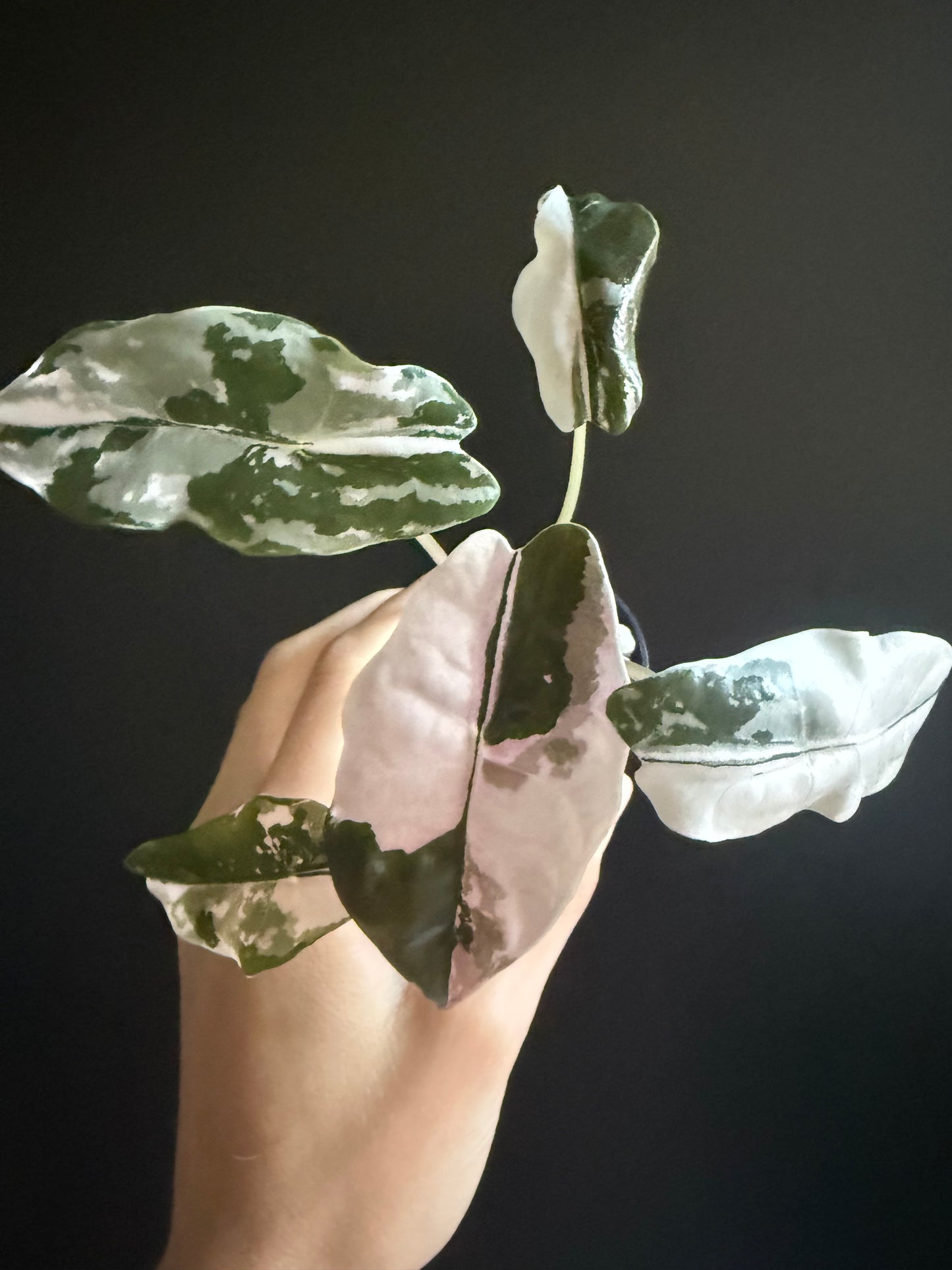 Alocasia Chantrieri Pink