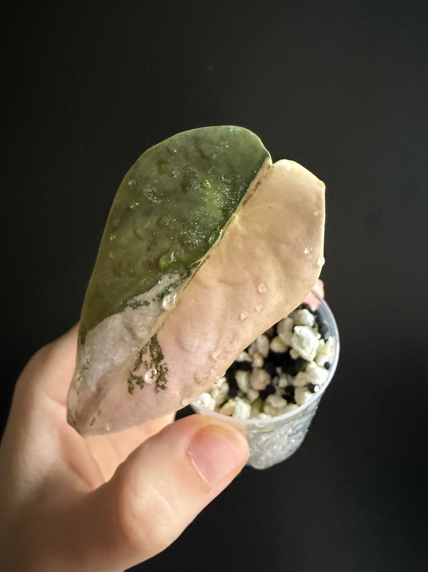 Alocasia Cuprea Latte Variegata