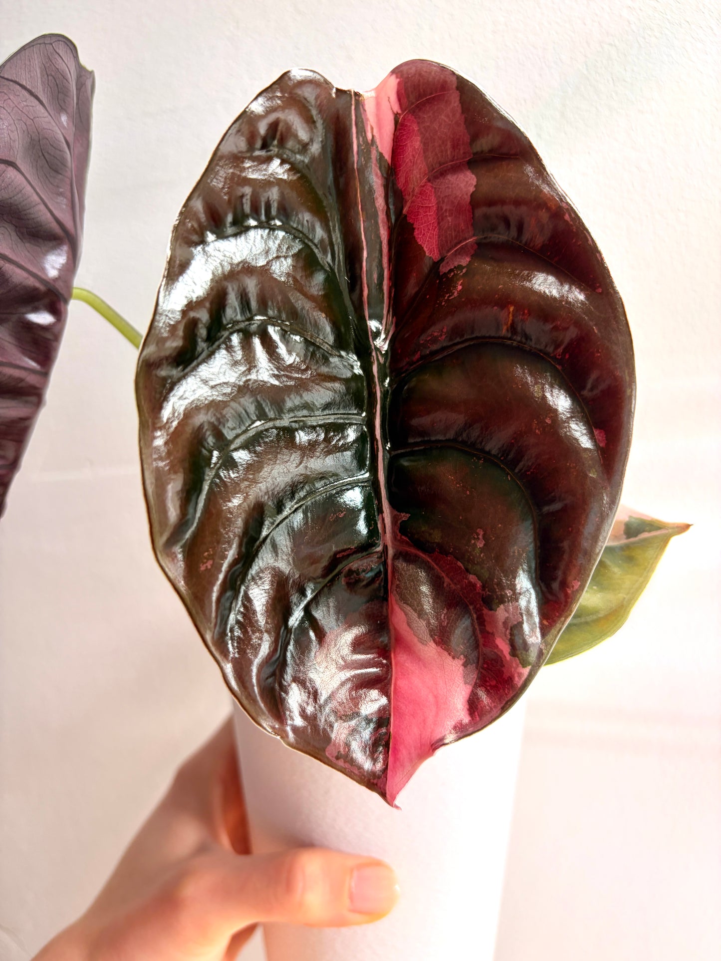 Alocasia Cuprea Nom Yen Pink Variegata Corm