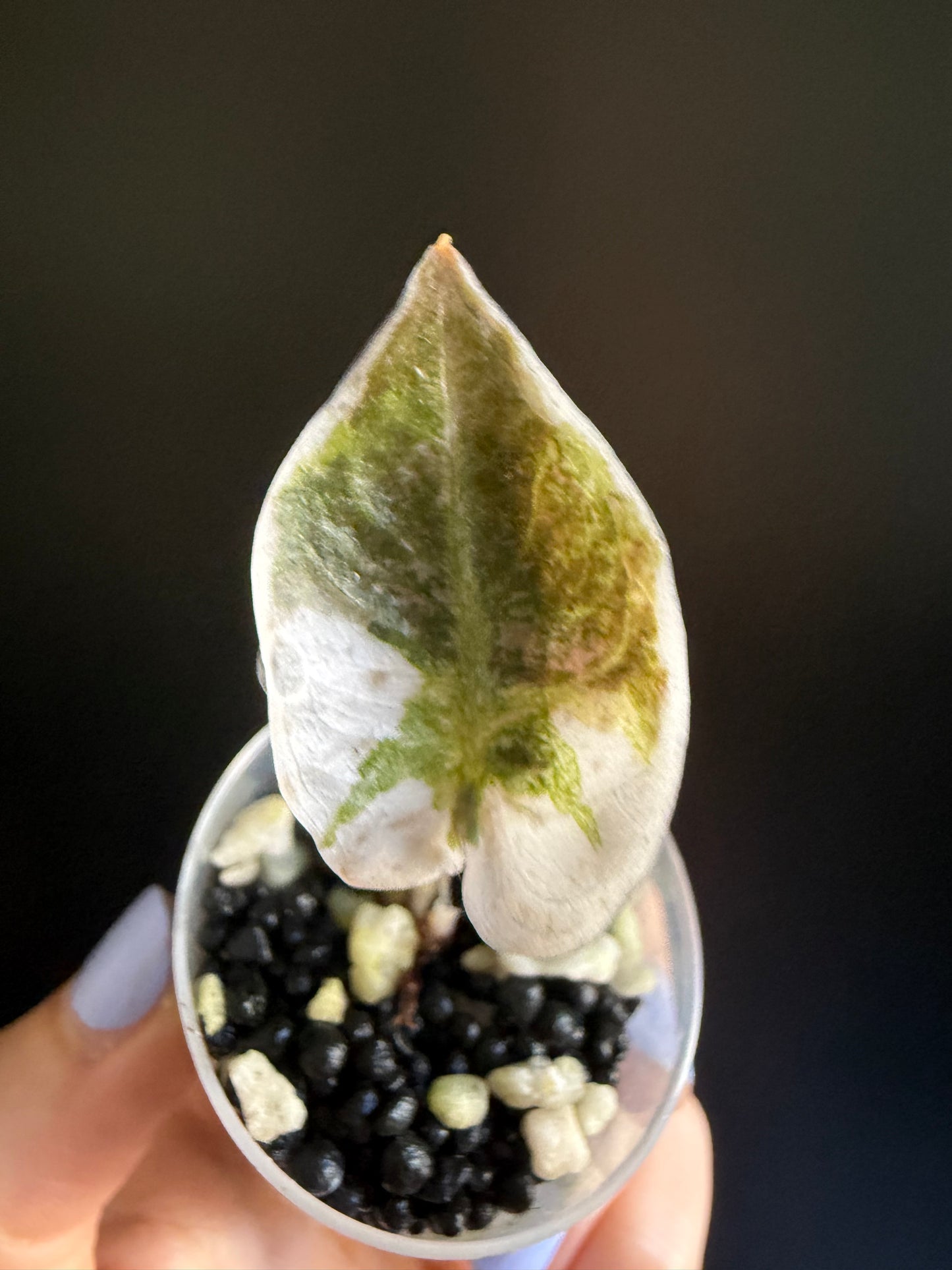 Alocasia Cuprea Pink Variegata