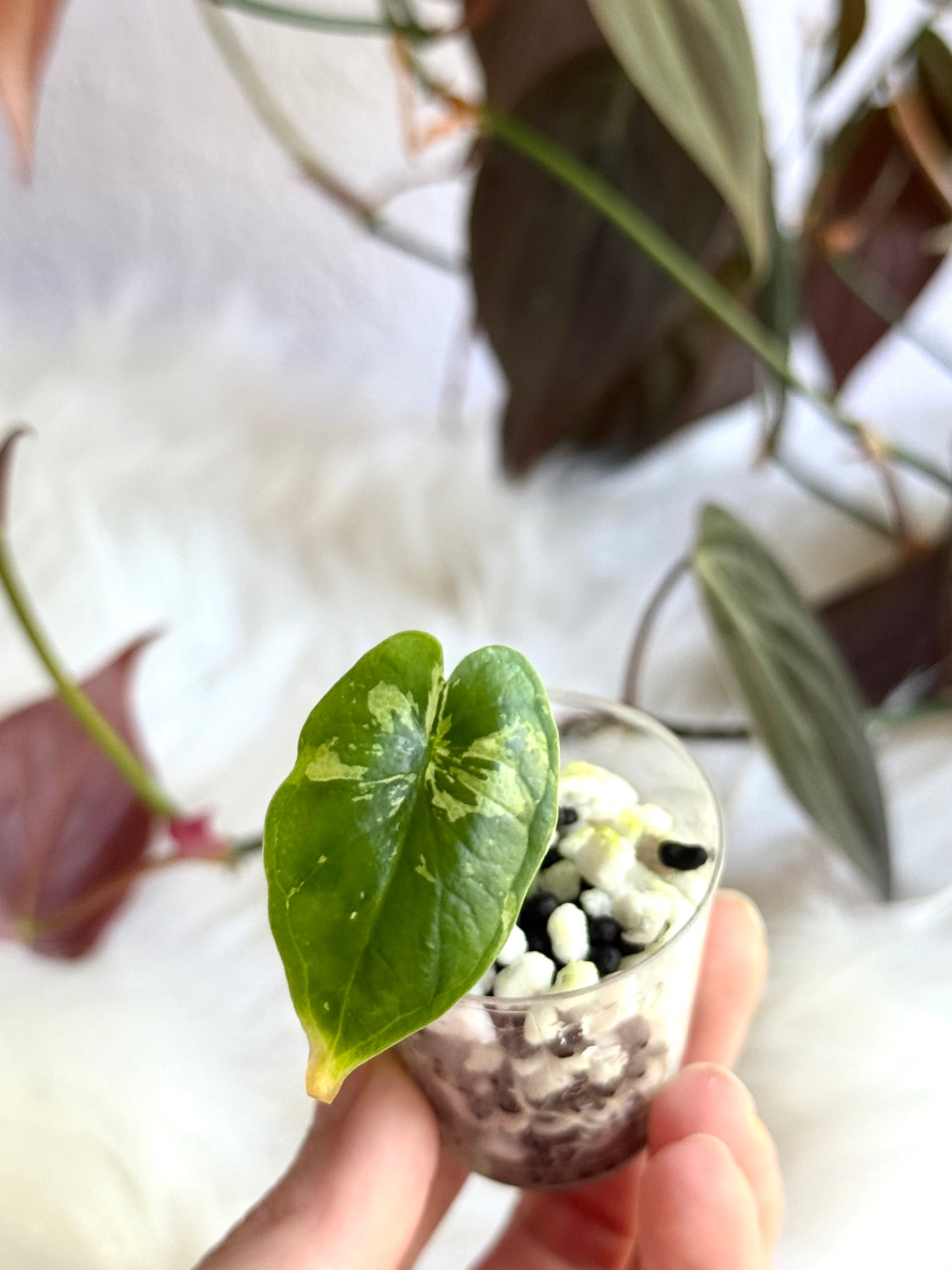 Alocasia Dragon Scale Albo