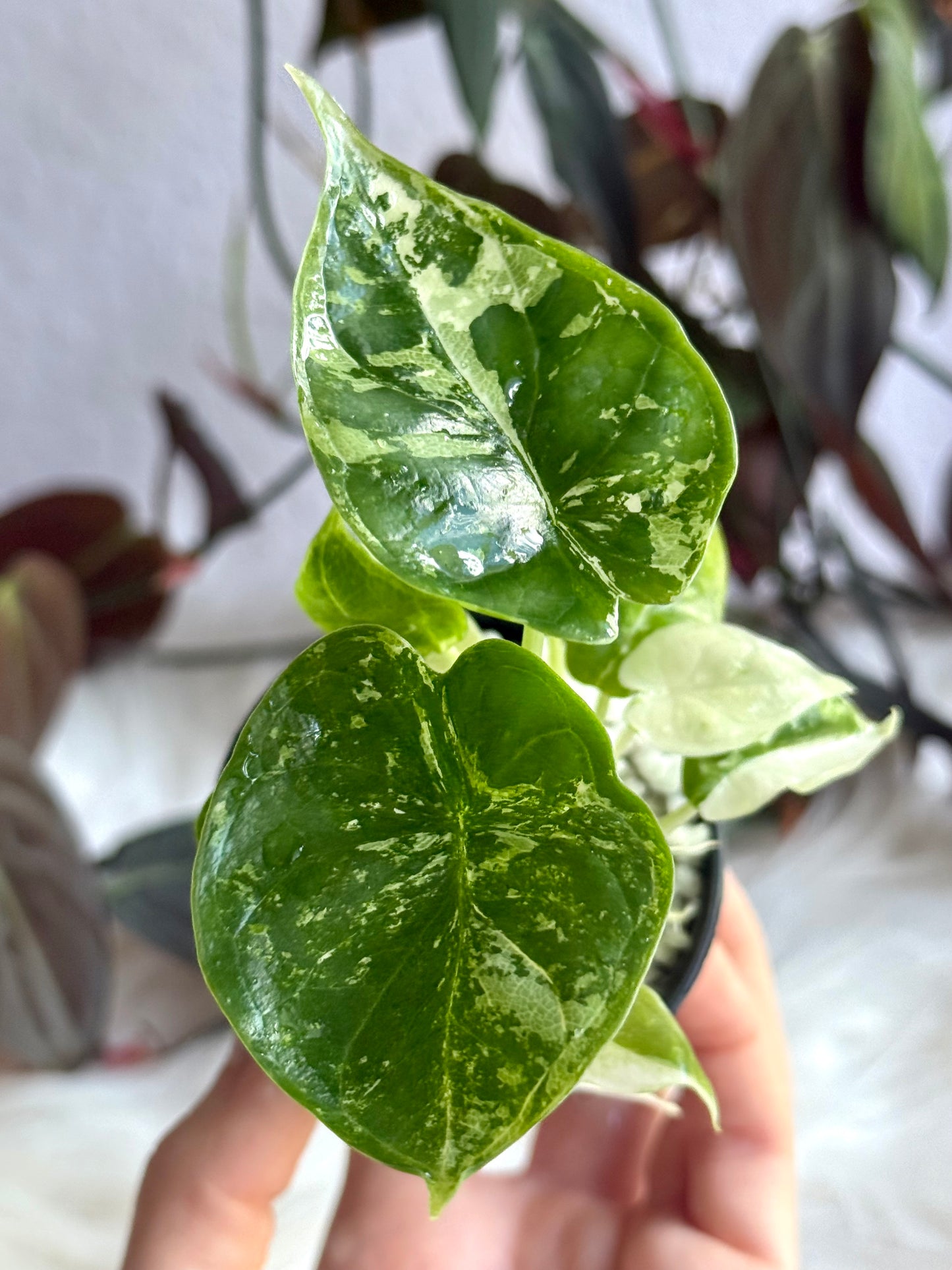 Alocasia Dragon Scale Albo