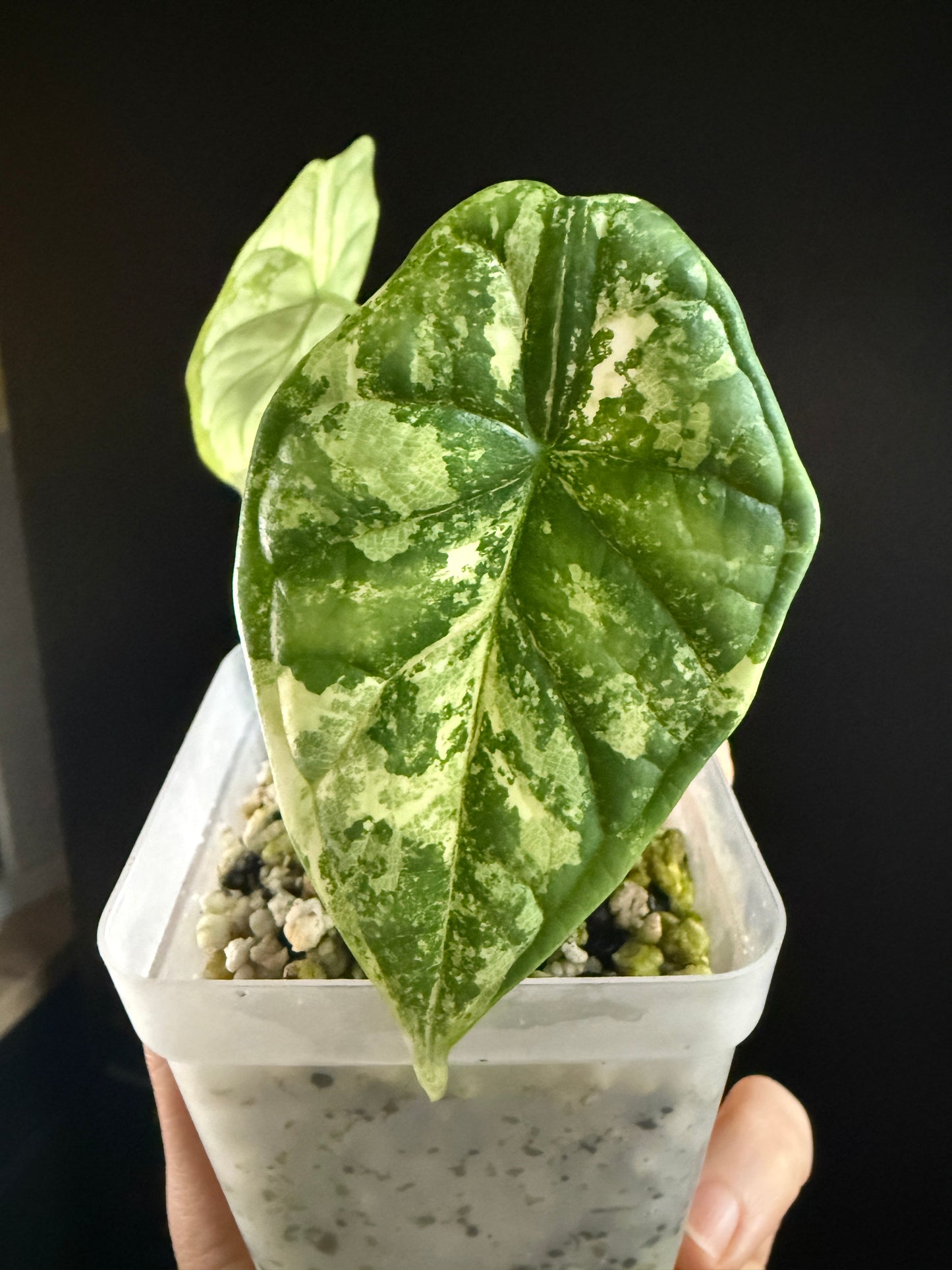 Variegated Alocasia Dragon Scale Albo