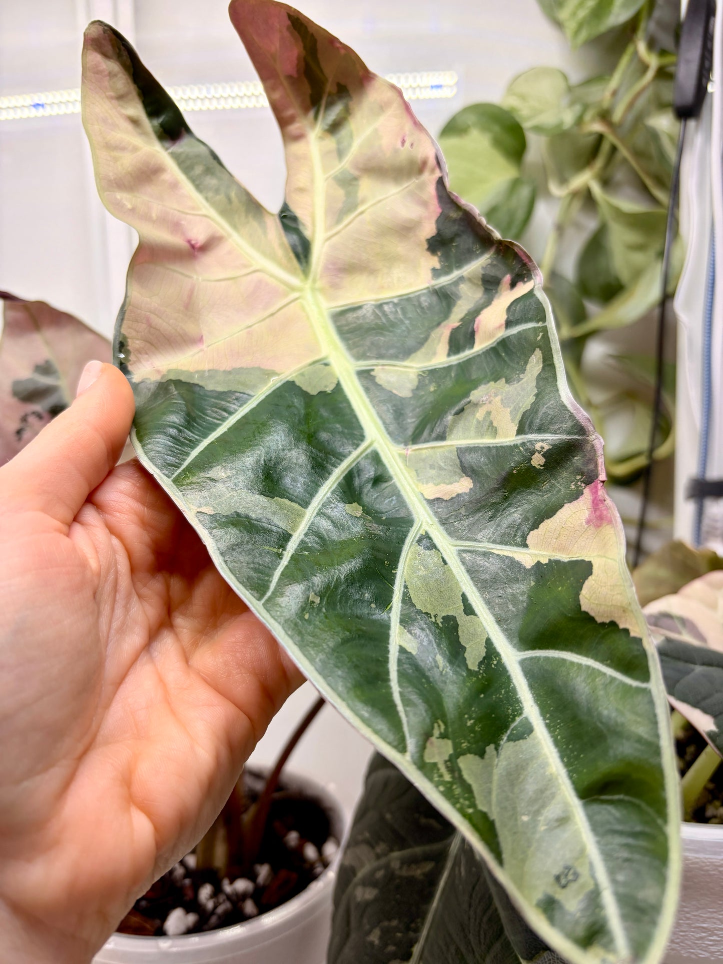 Alocasia Dragon Tooth Pink Variegata corms rhizome
