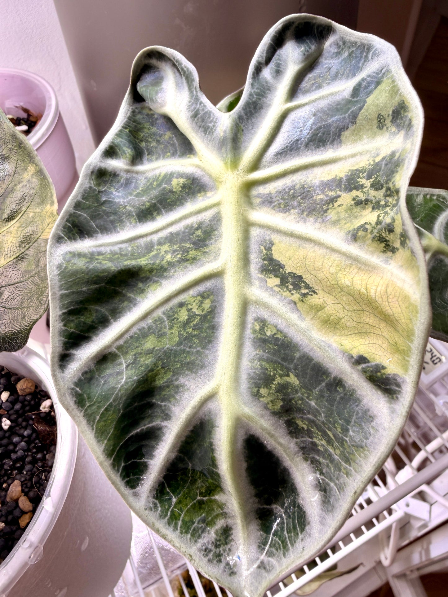 Alocasia Heart Balloon Aurea Variegata