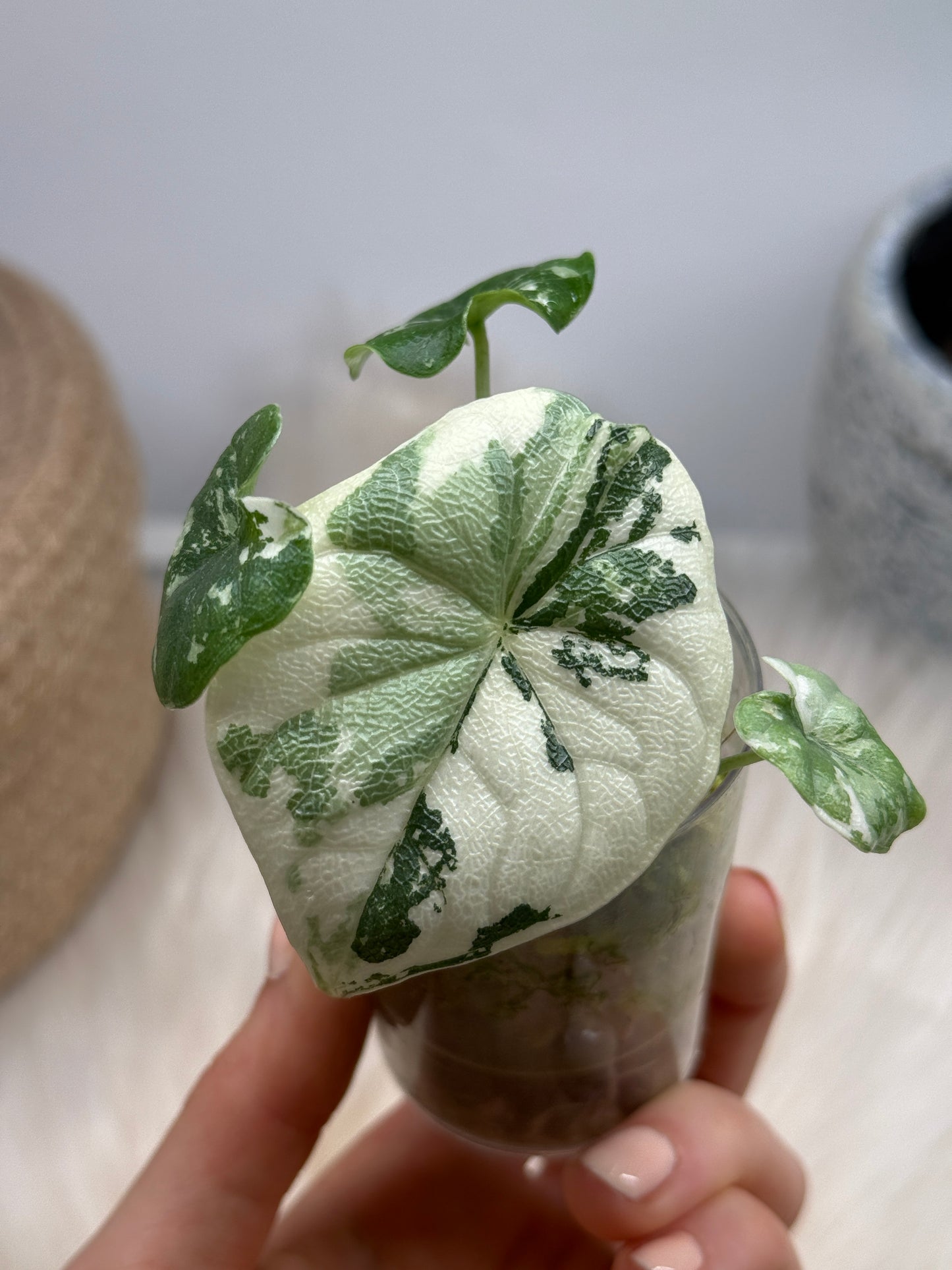 Variegated Alocasia Melo Albo