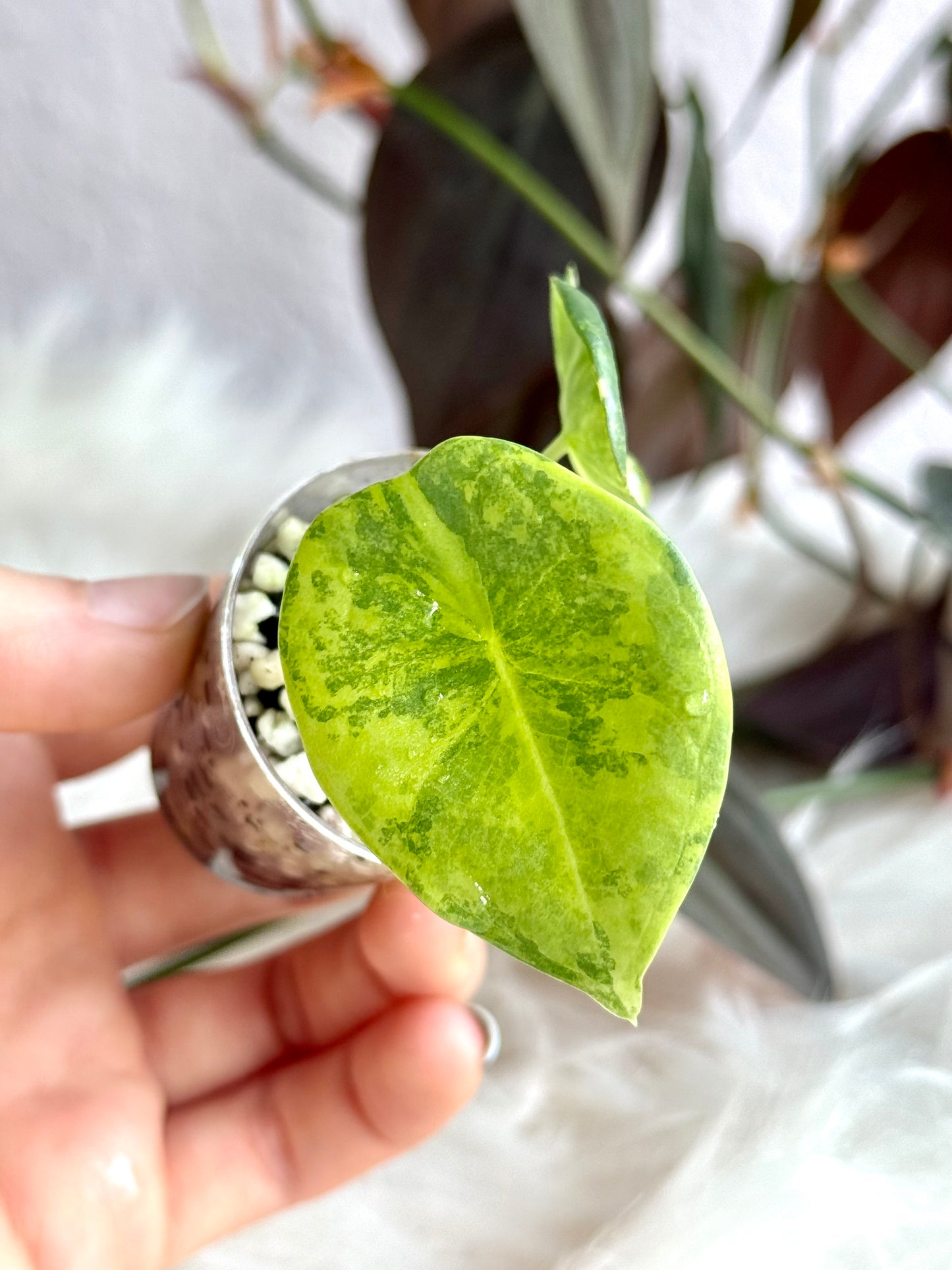 Alocasia Nebula Variegata