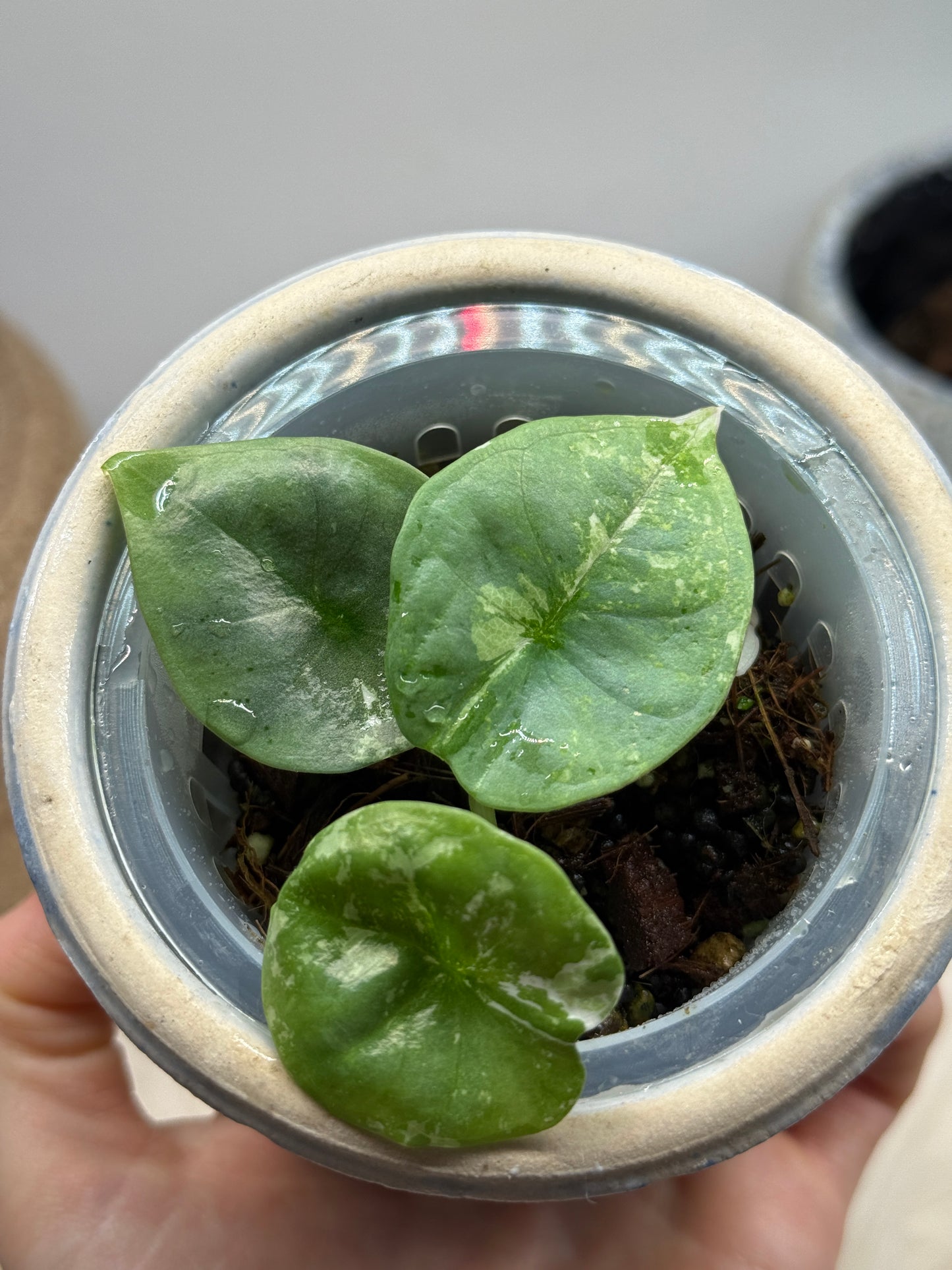 Variegated Alocasia Nebula Albo Pink