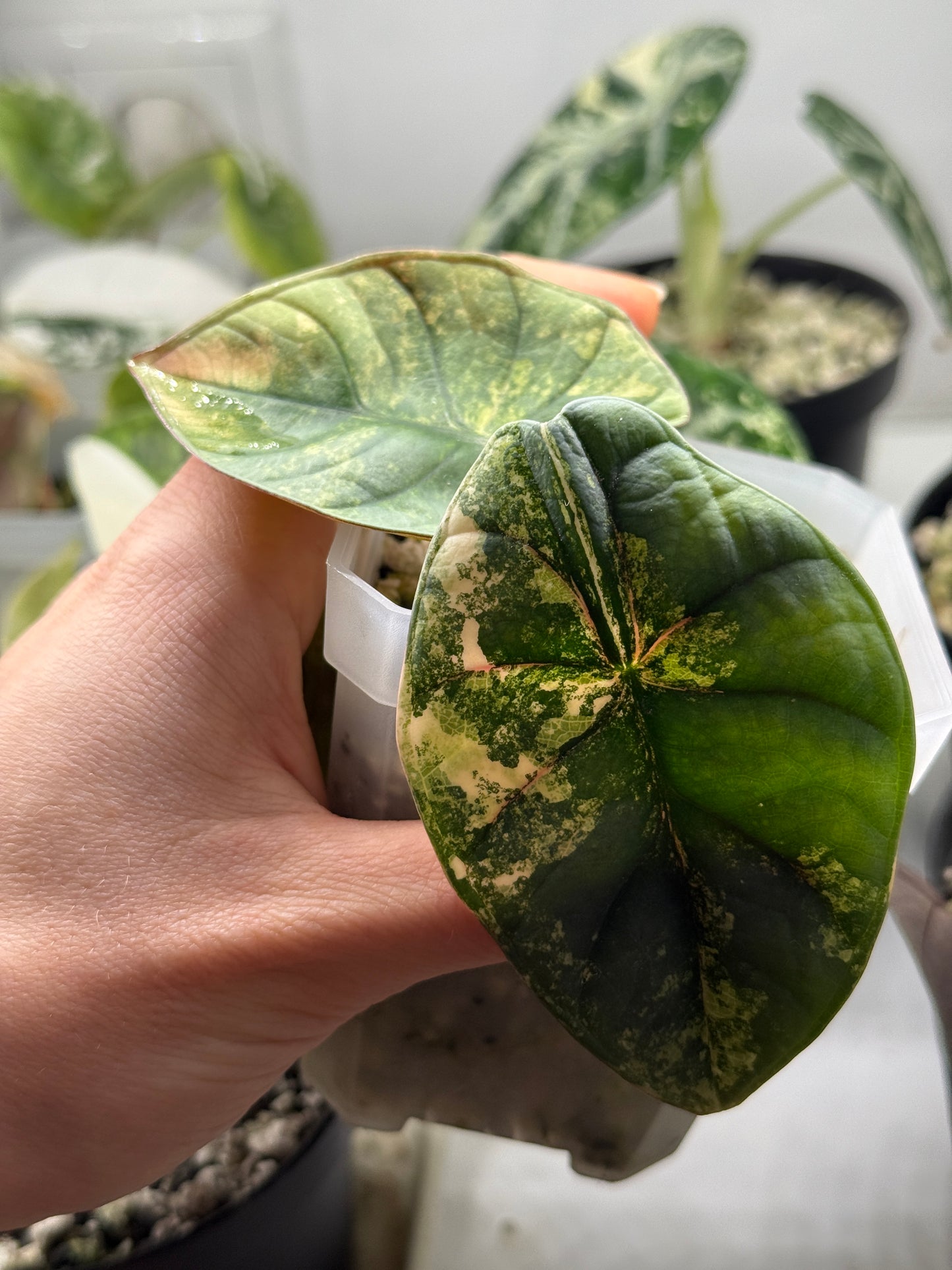 Variegated Alocasia Nebula Aurea
