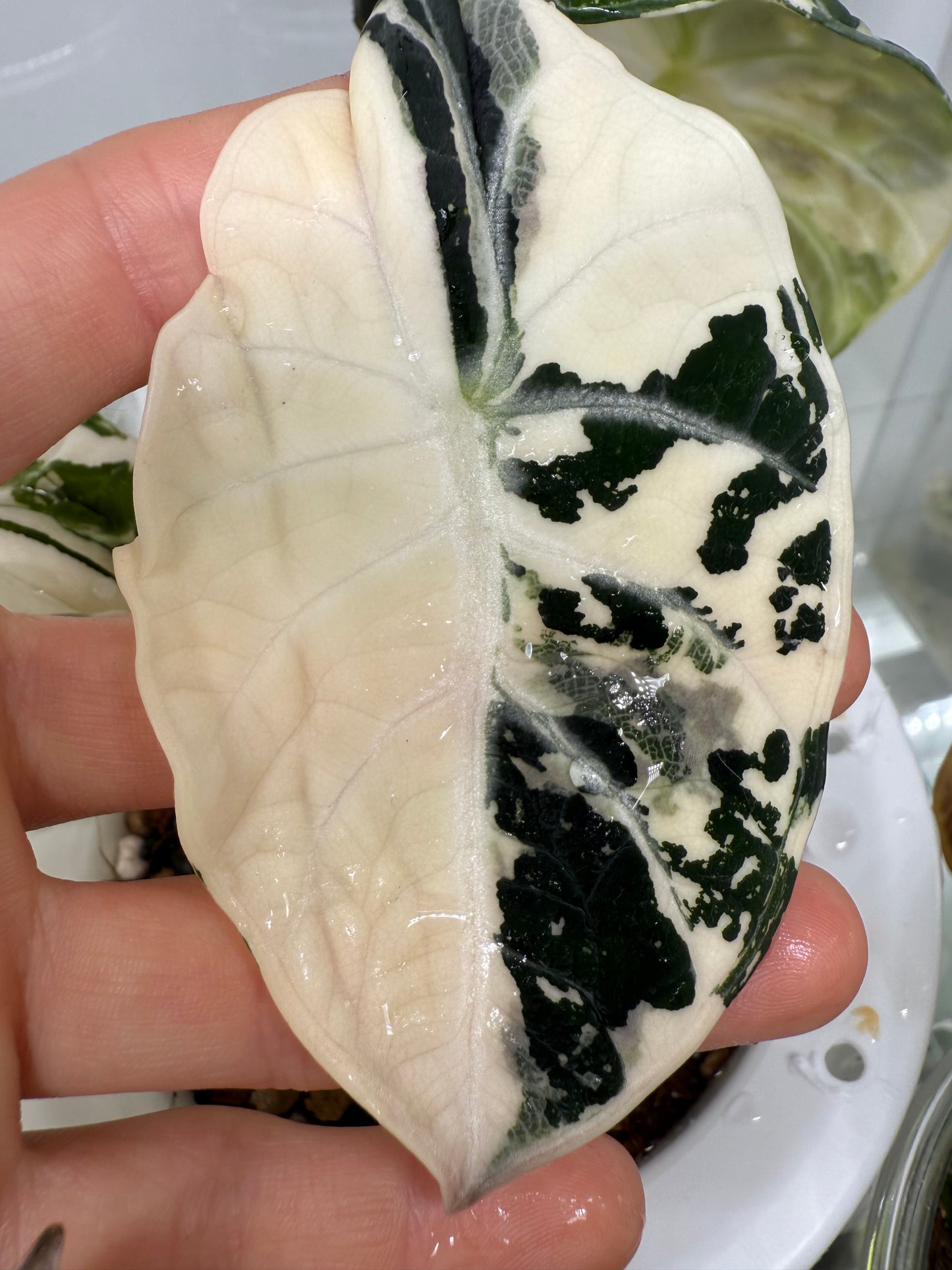 Alocasia Ninja True Albo