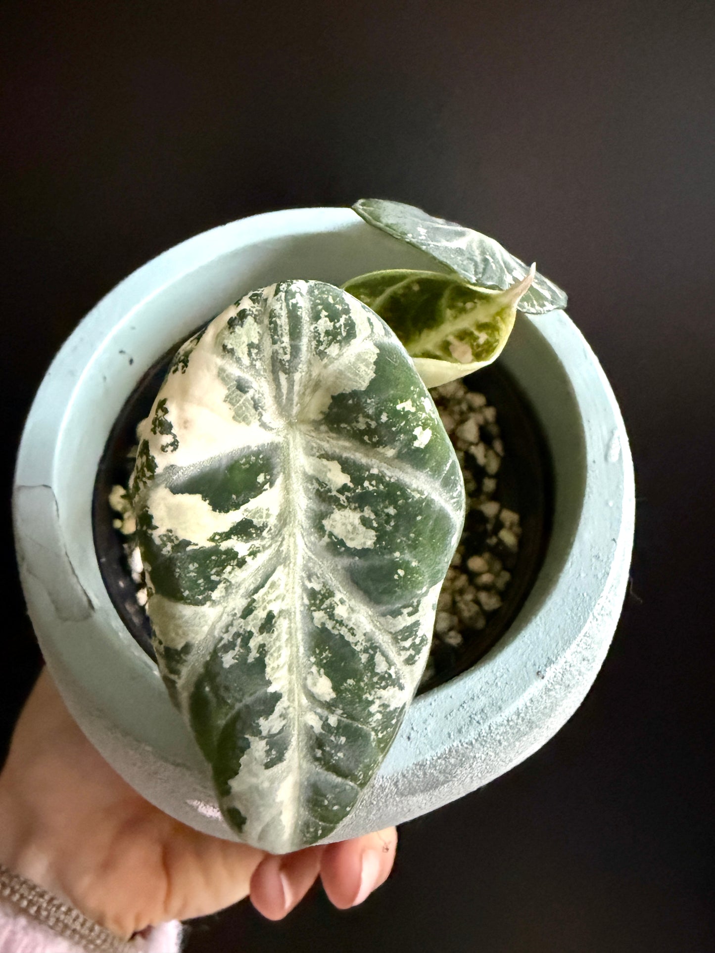 Variegated Alocasia Ninja True Albo