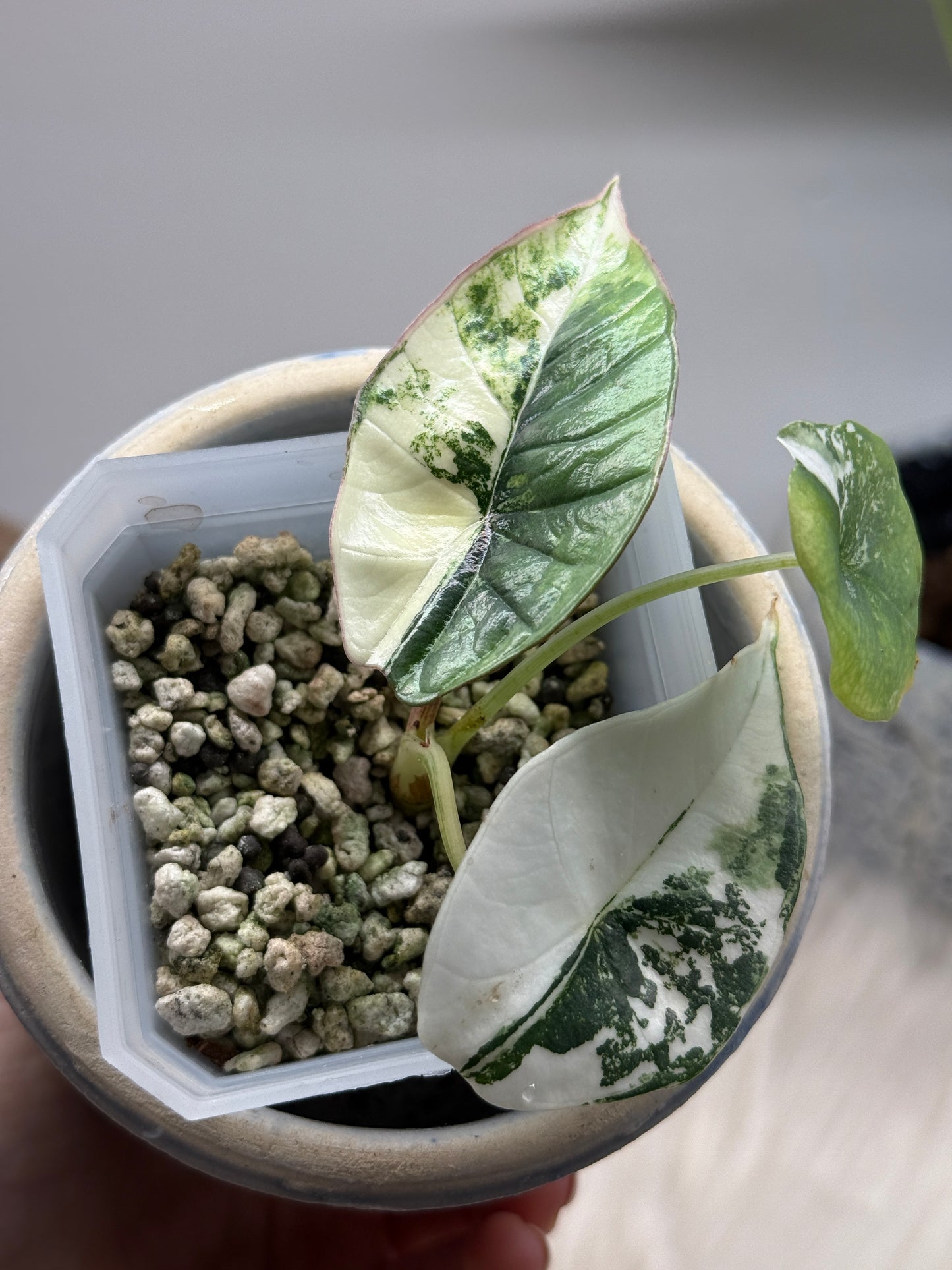 Variegated Alocasia Platinum Albo