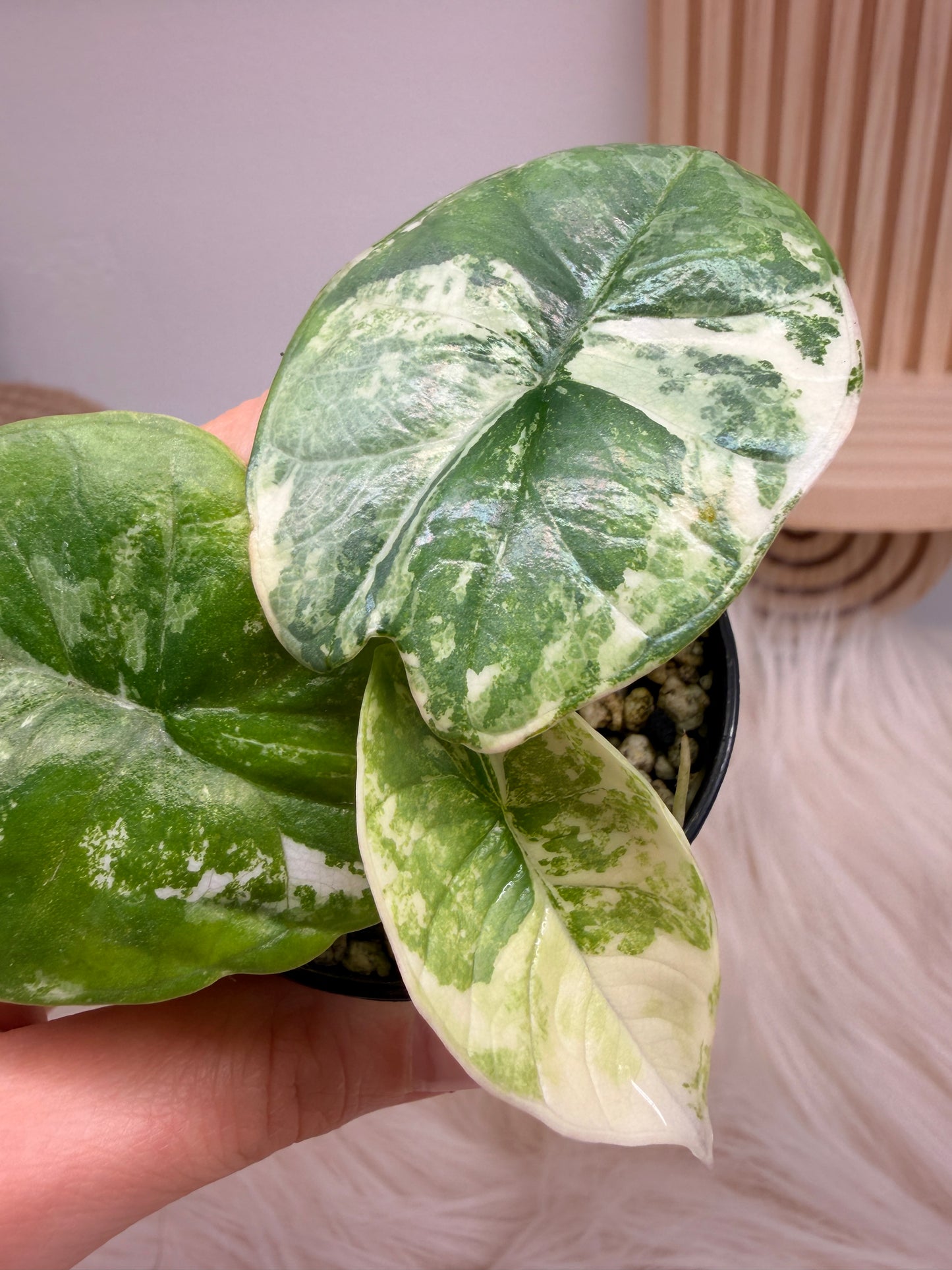 Variegated Alocasia Platinum Albo