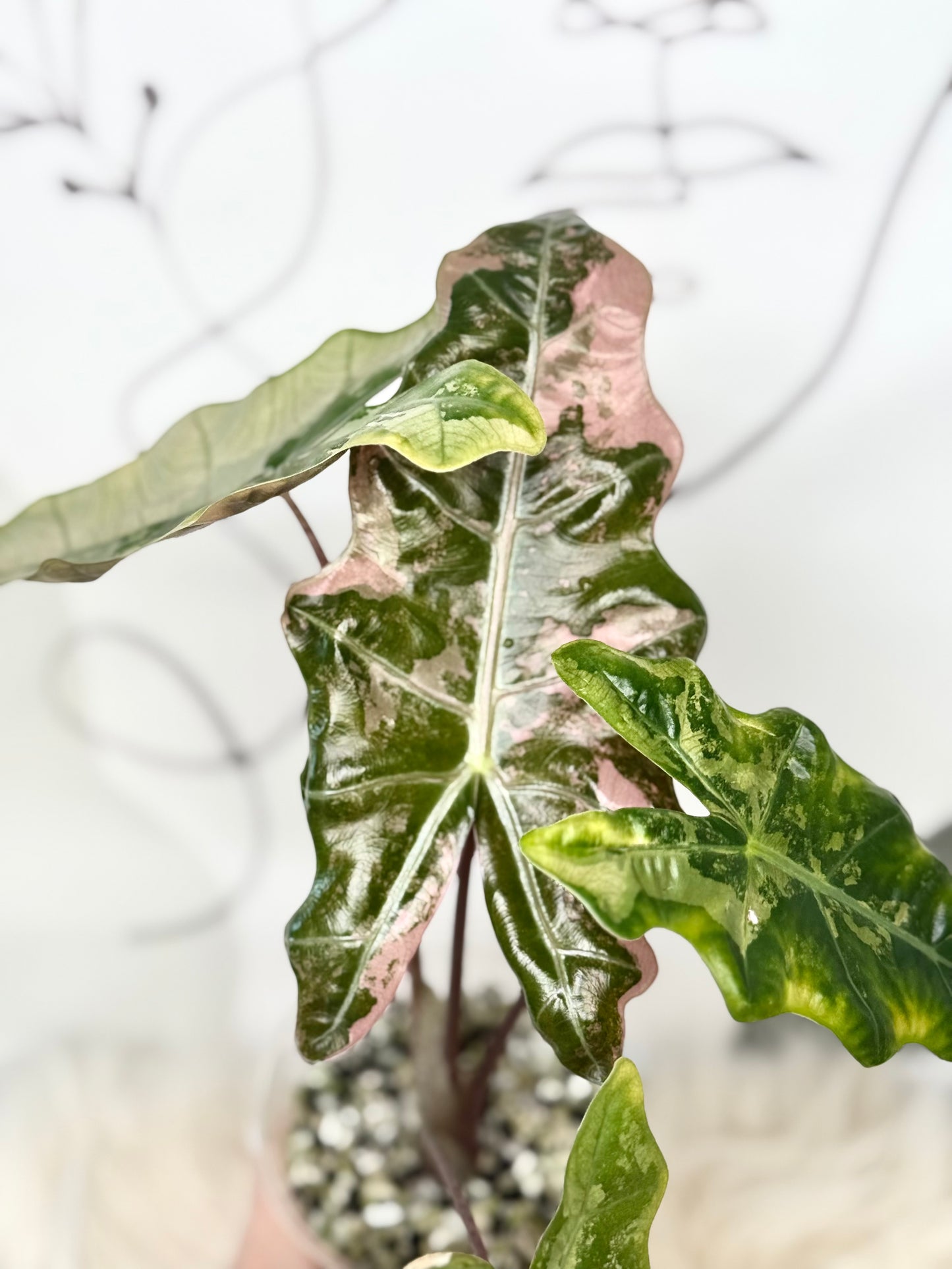 Alocasia Pseudo Sanderiana Pink