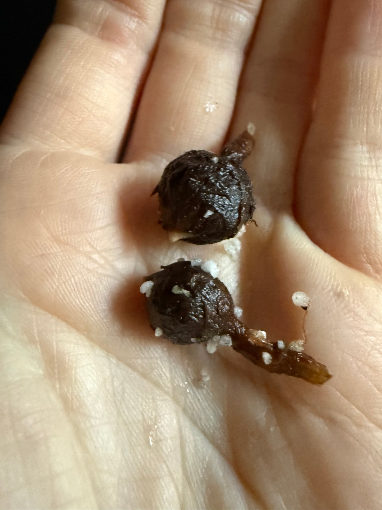 Alocasia Regal Shield Aurea Pink Corms | Rhizome