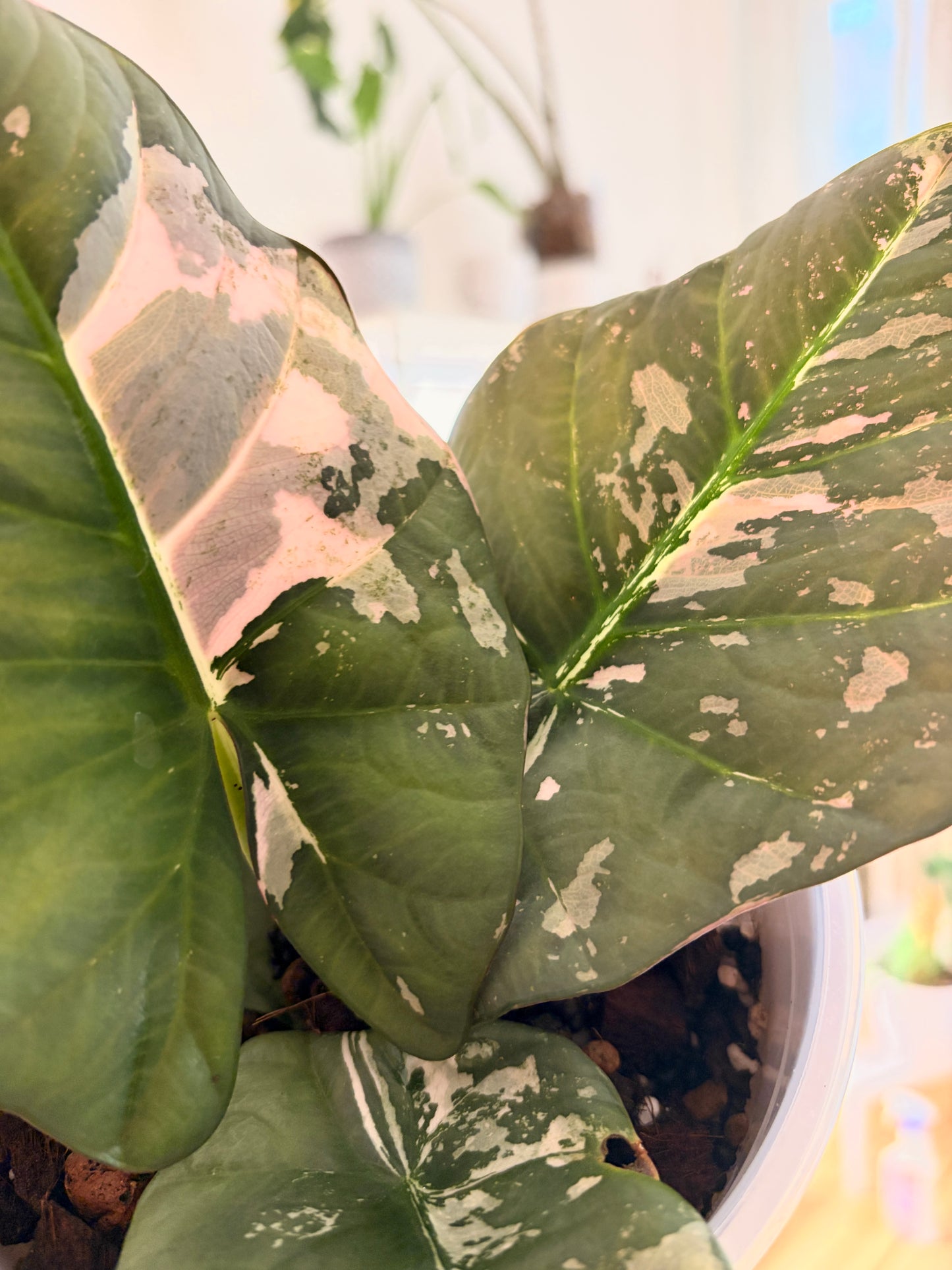 Alocasia Reginae Pink Variegata