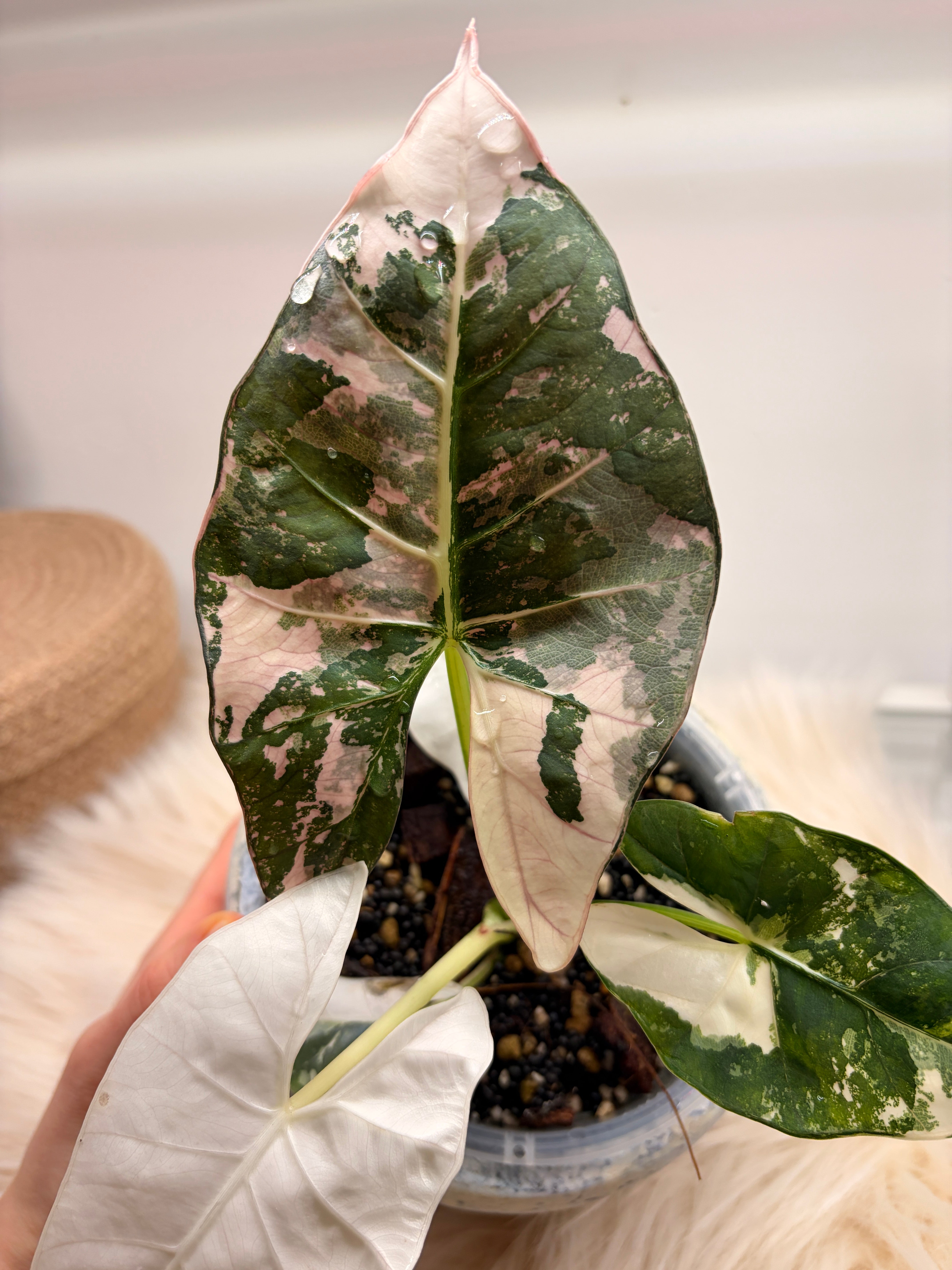 Variegated Alocasia Scabriuscula Pink Variegata