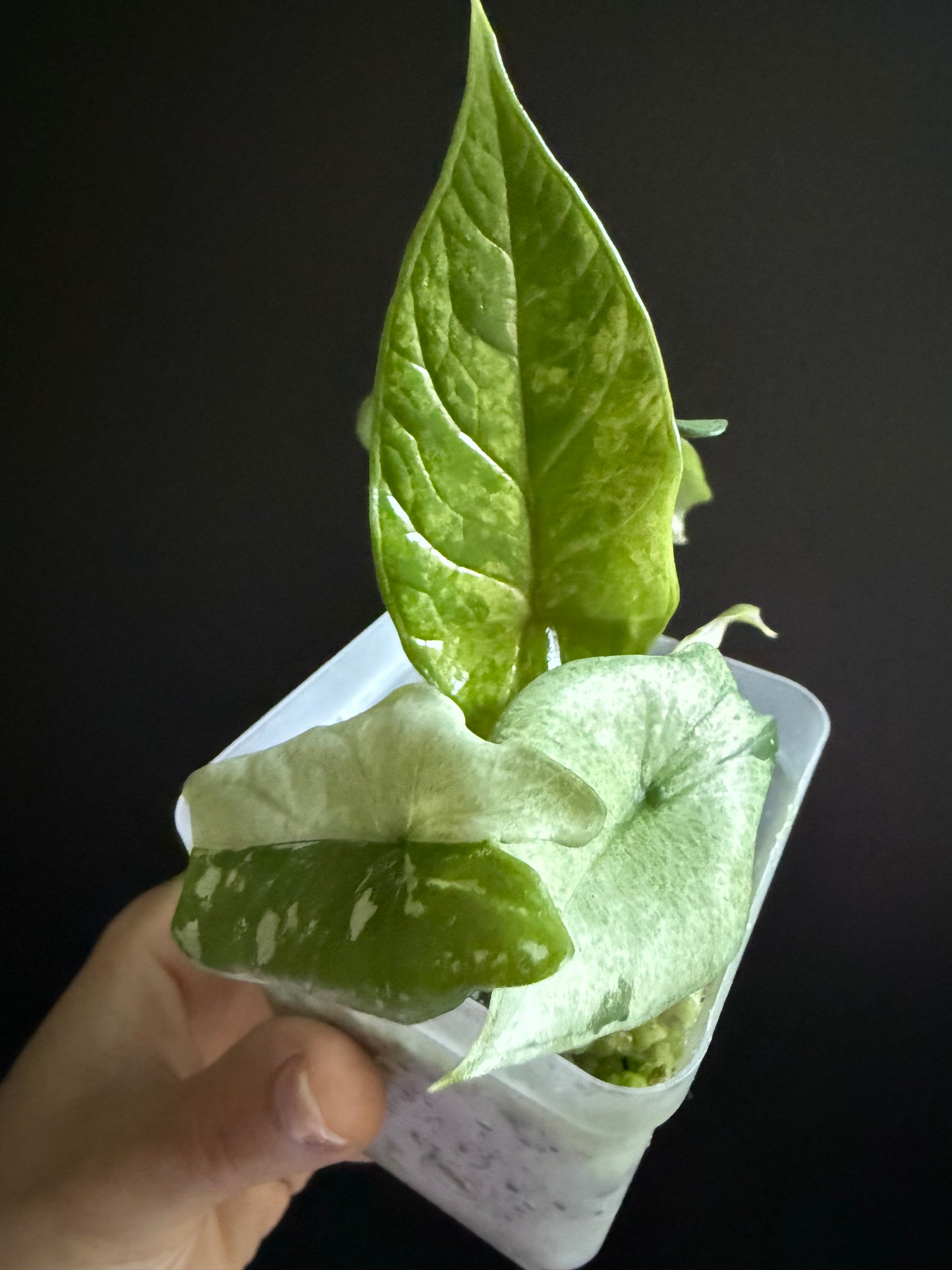 Alocasia Scalprum Albo