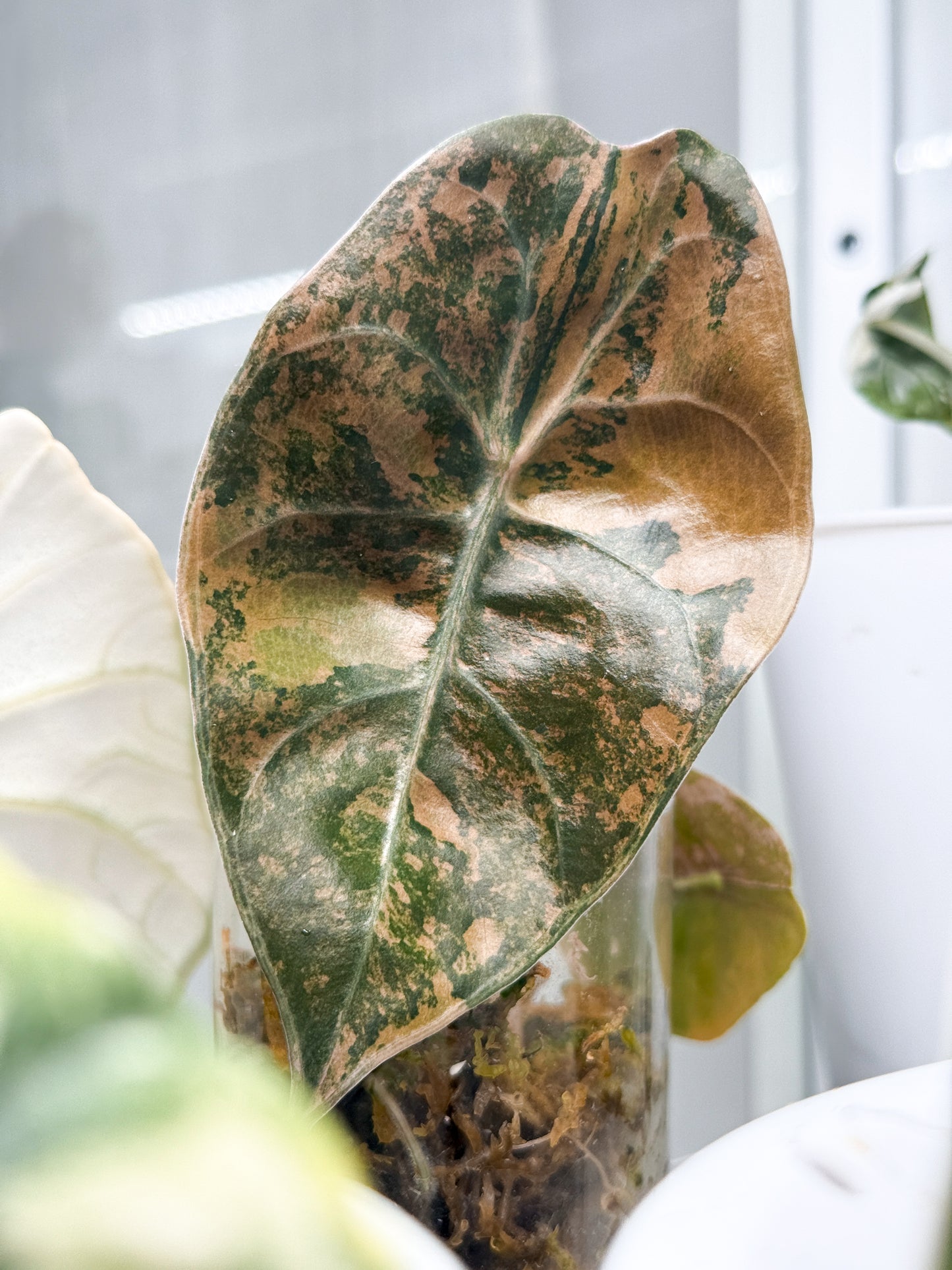 Variegated Alocasia Sedenii Aurea