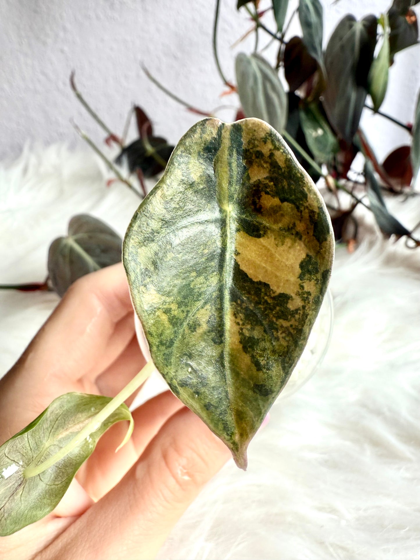 Alocasia Sedenii Variegata