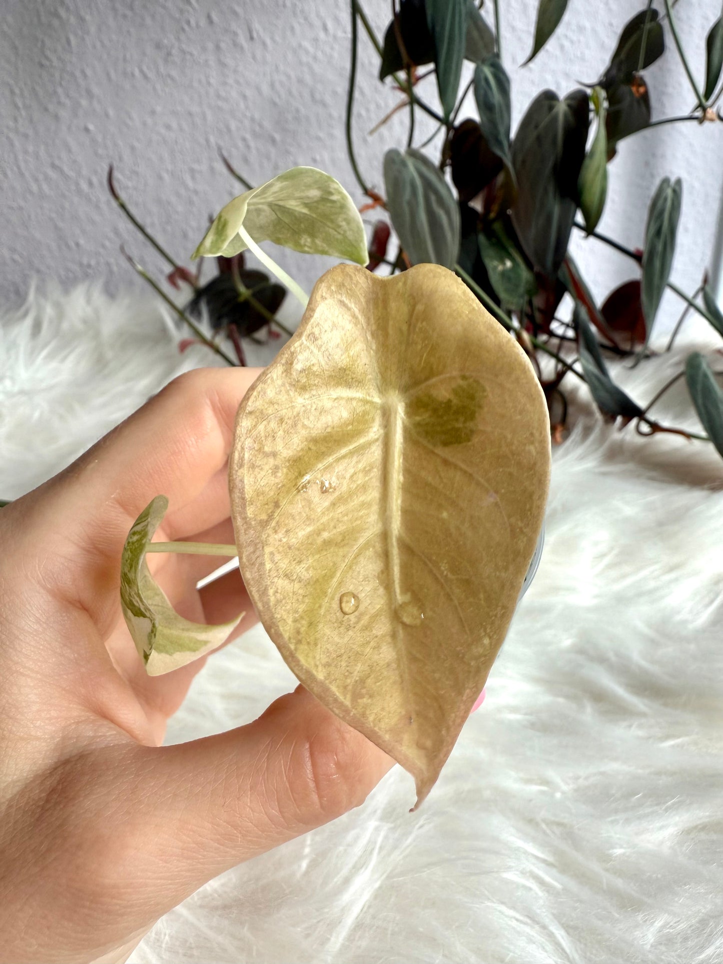 Alocasia Sedenii Variegata