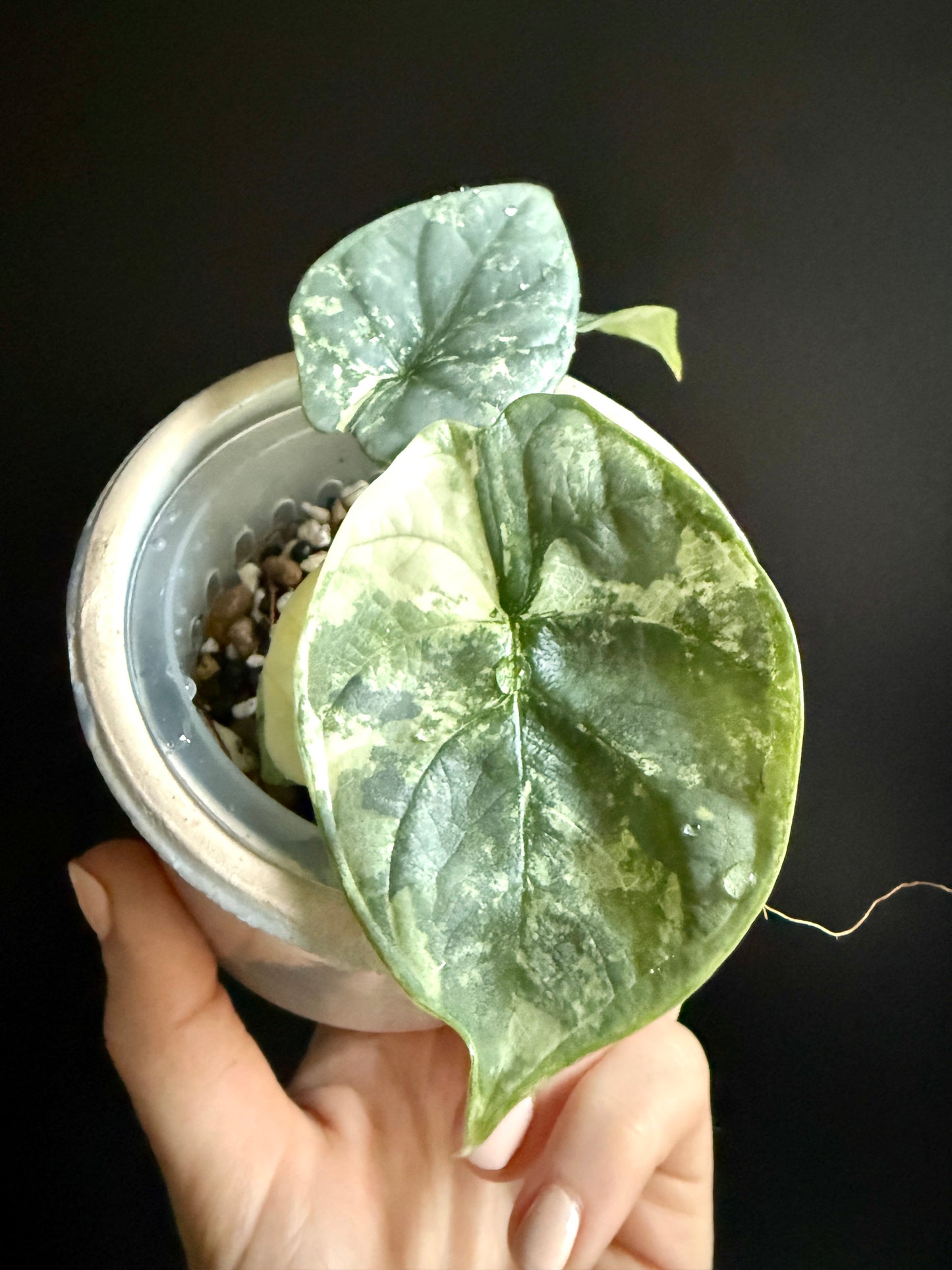 Variegated Alocasia Silver Dragon Albo