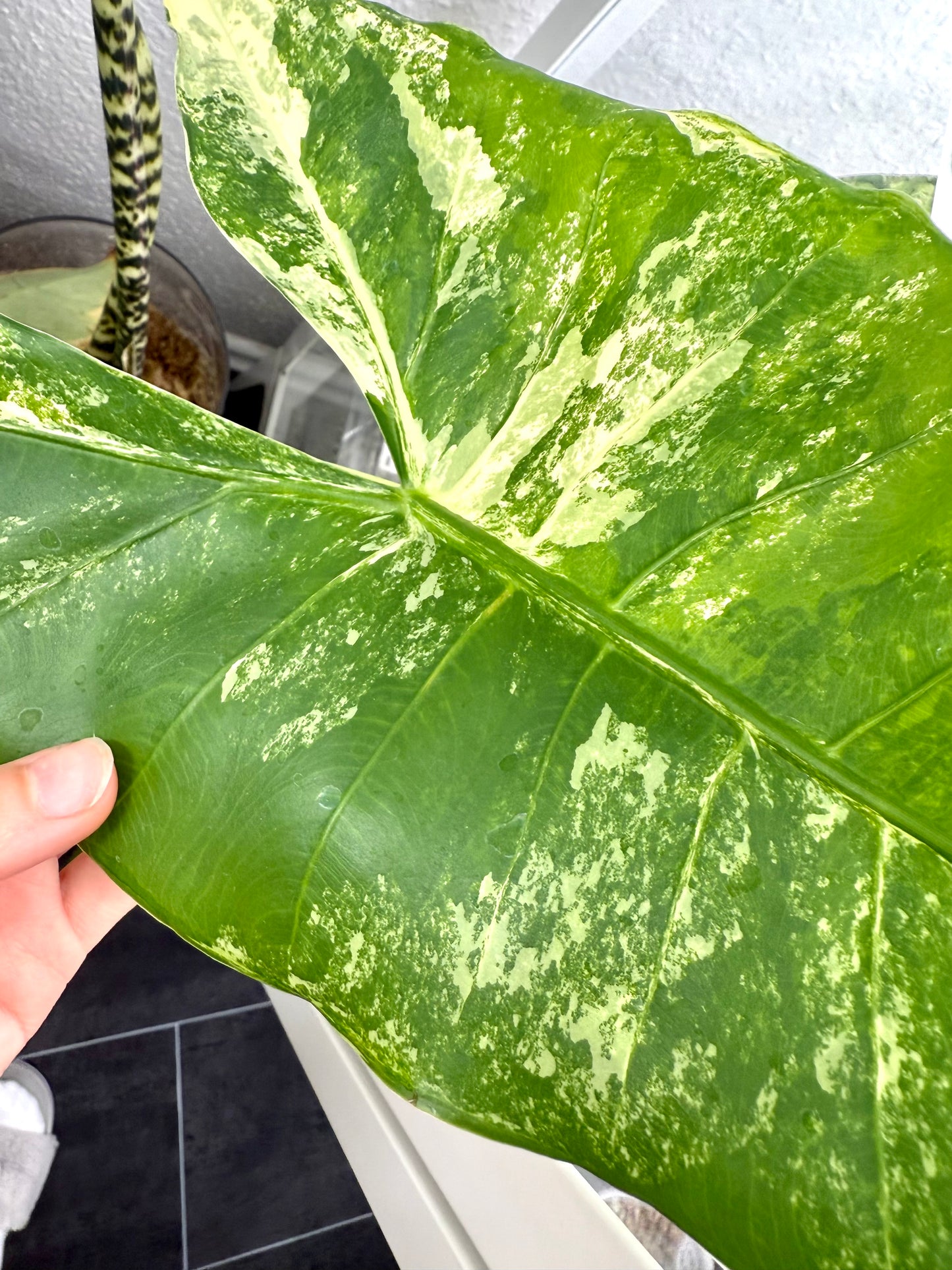 Alocasia Zebrina Variegata