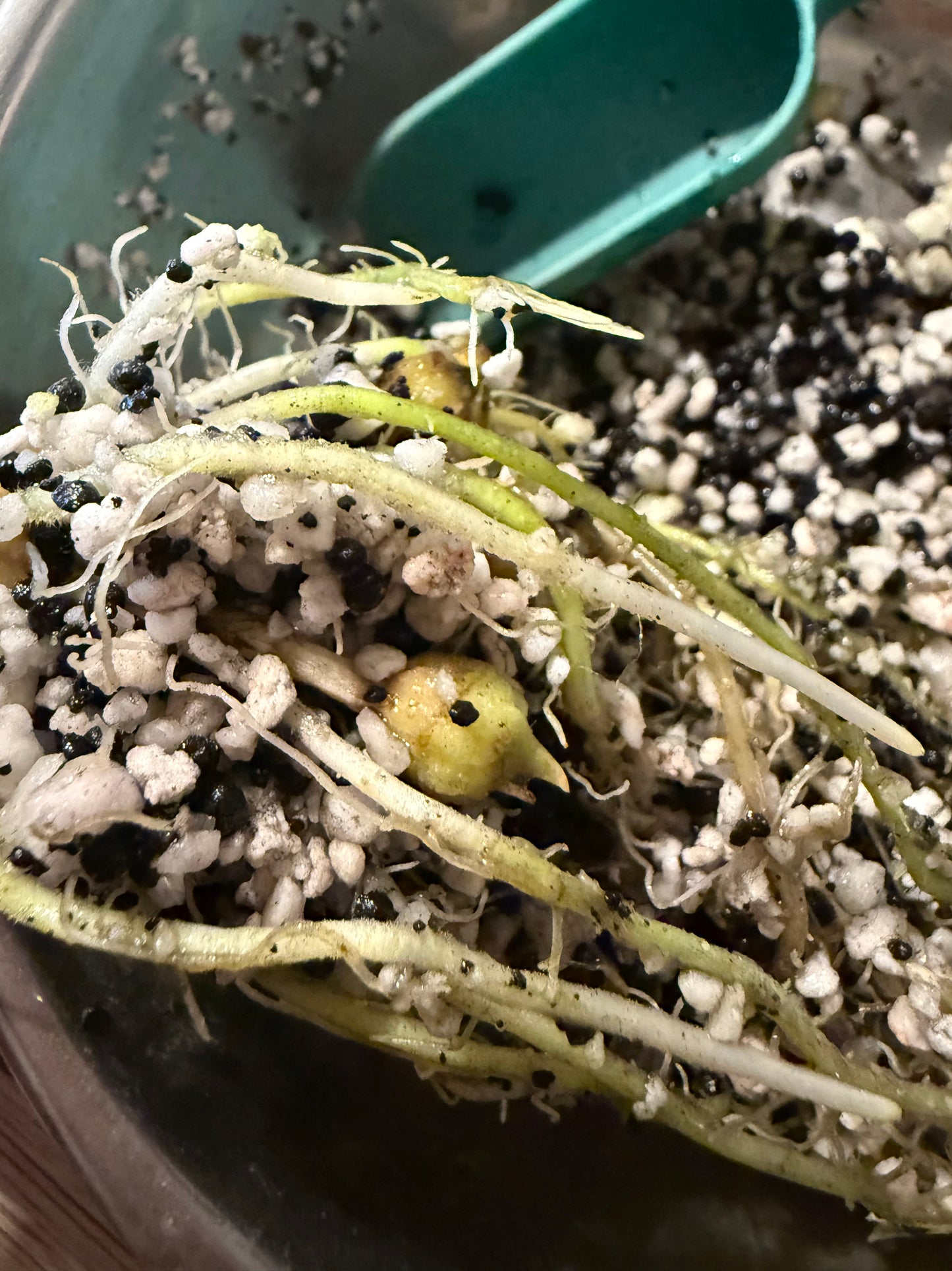 Antoro Velvet Aurea Rhizome