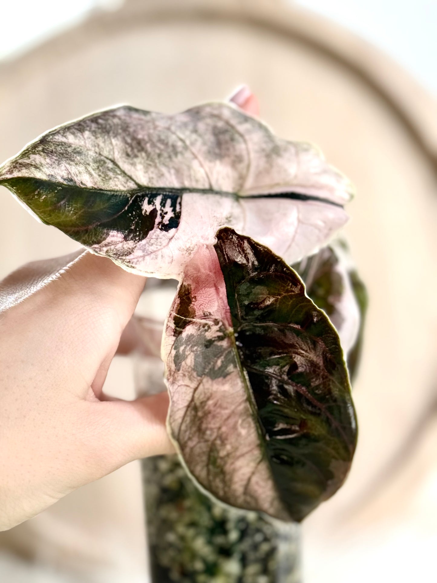 Azlanii Albo Pink Tissue Culture