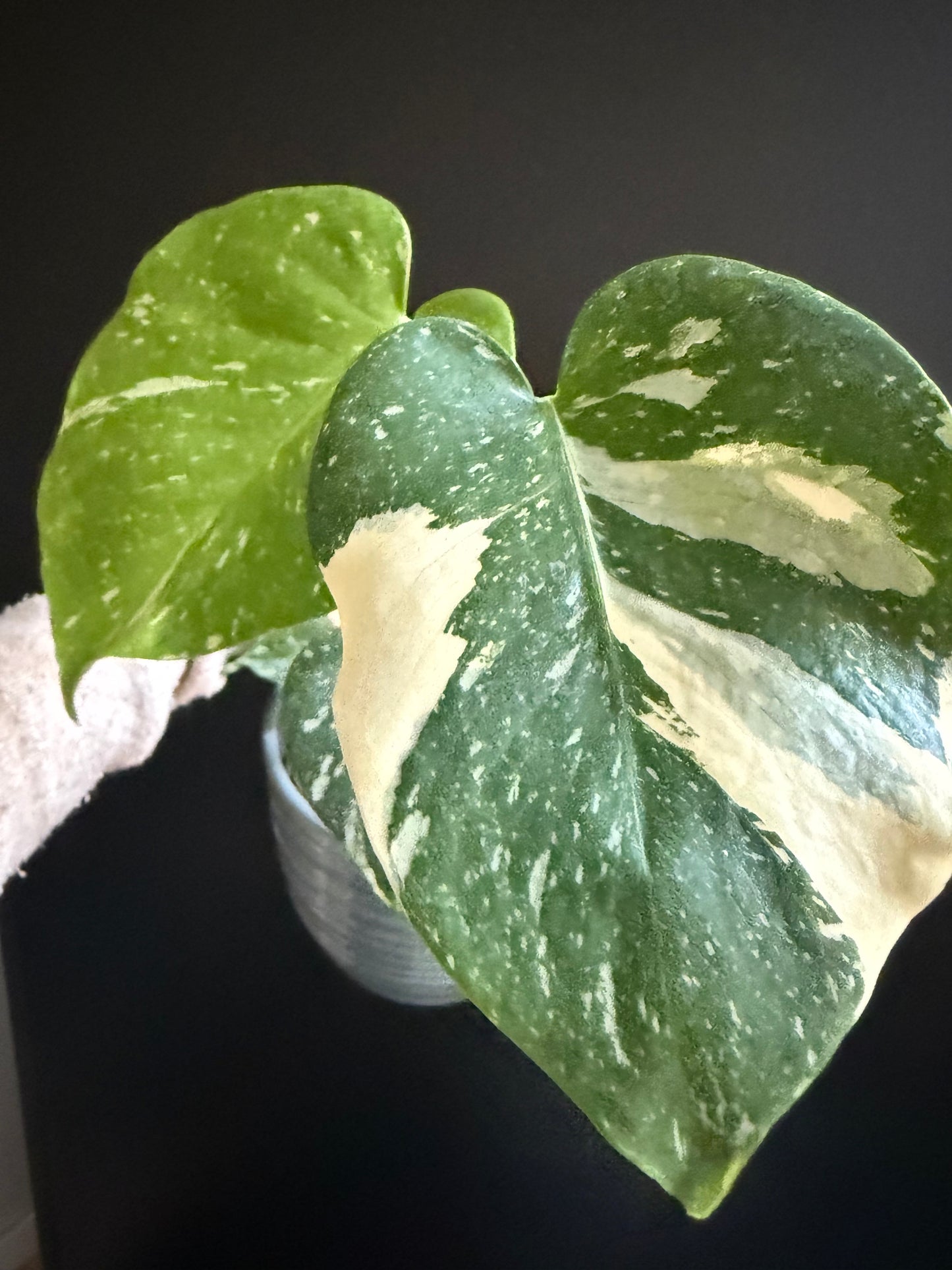 Variegated Monstera Thai Constellation