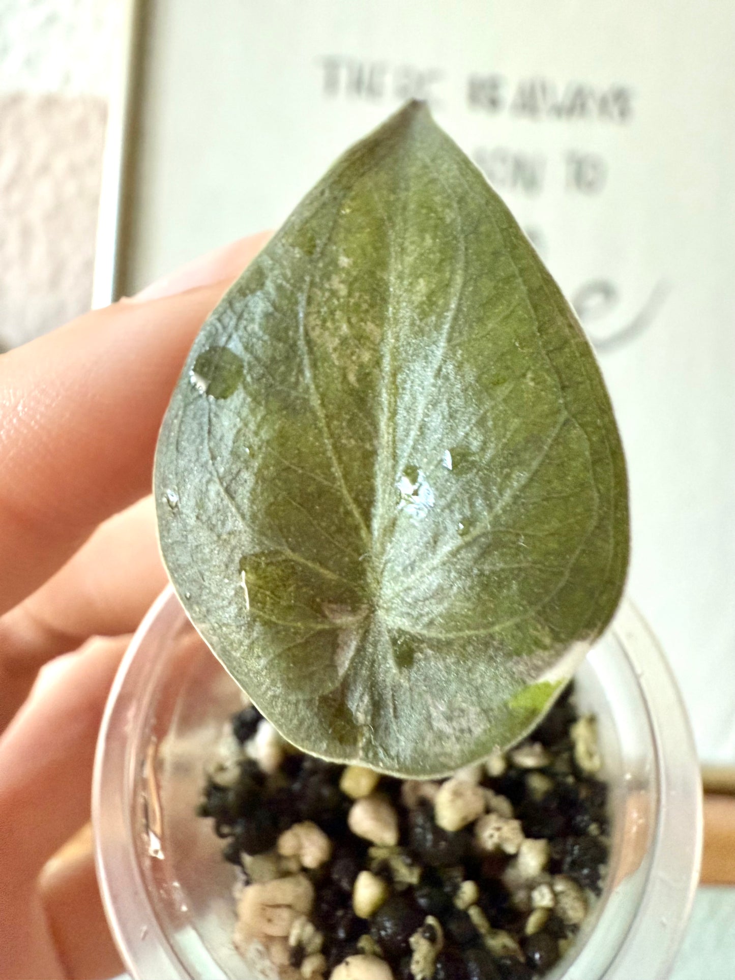 Variegated Alocasia Wentii Aline (Pink Freckles)