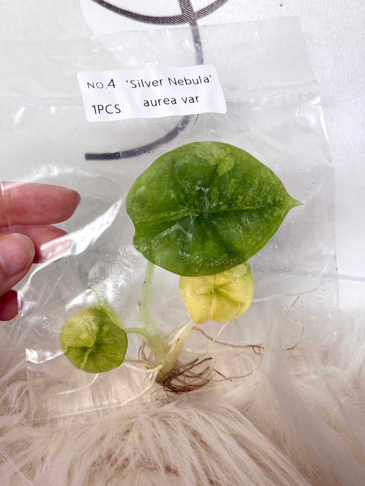 Variegated Alocasia Nebula Tissue Culture