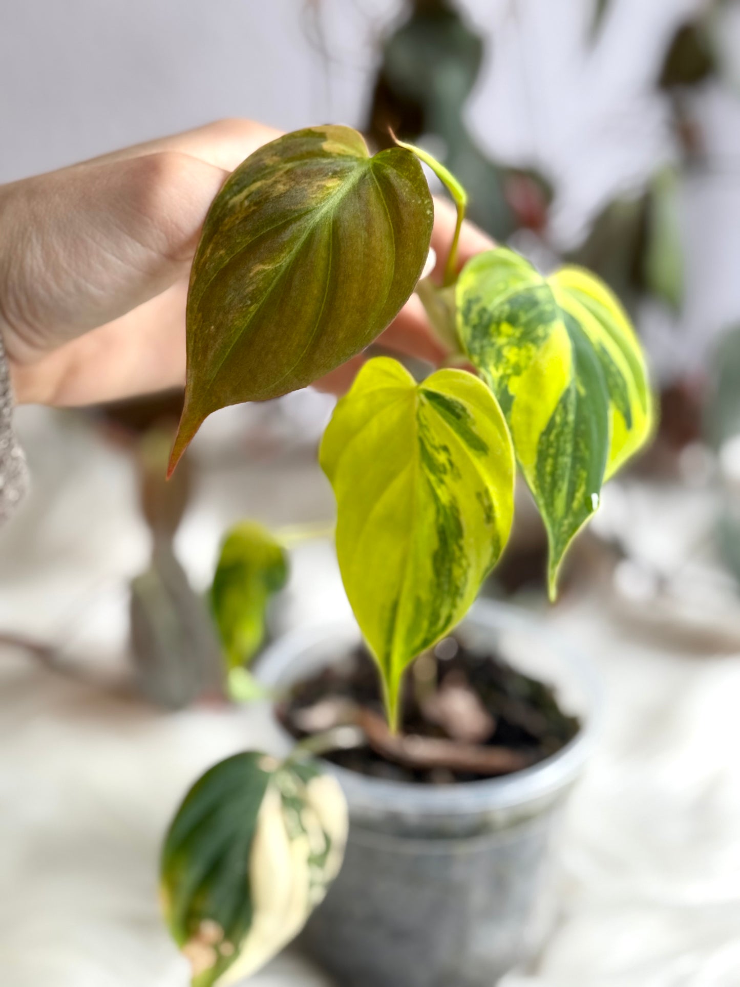 Variegated Philodendron Scandens Micans