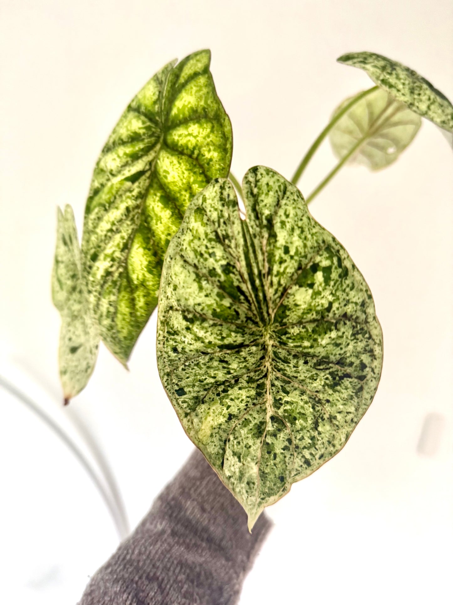 Variegated Alocasia Dragon Scale Mint Corm / Bulb