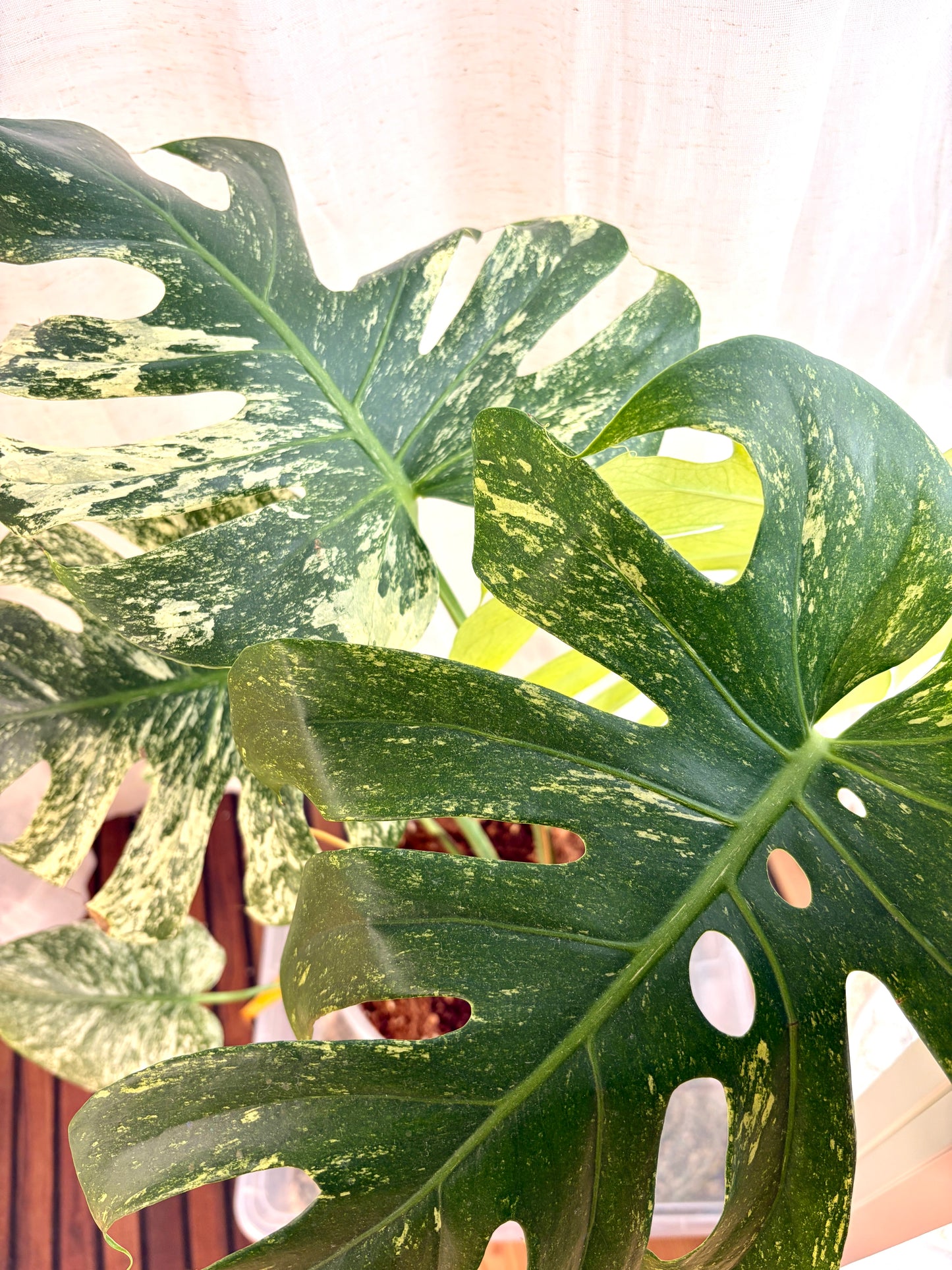 Variegated Monstera Mint - Rare Variegated Aroid for Collectors