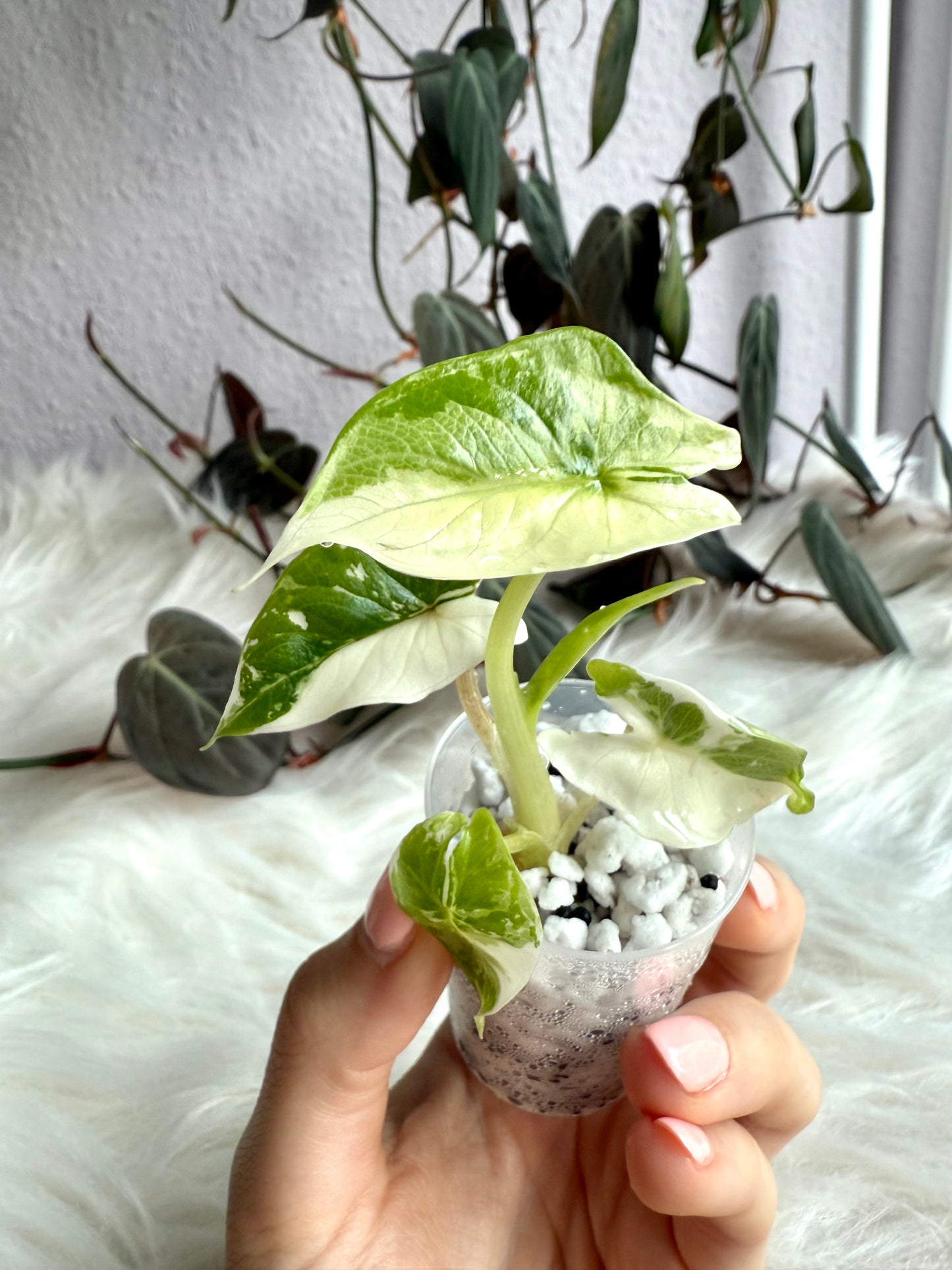 Variegated Alocasia Scalprum Albo
