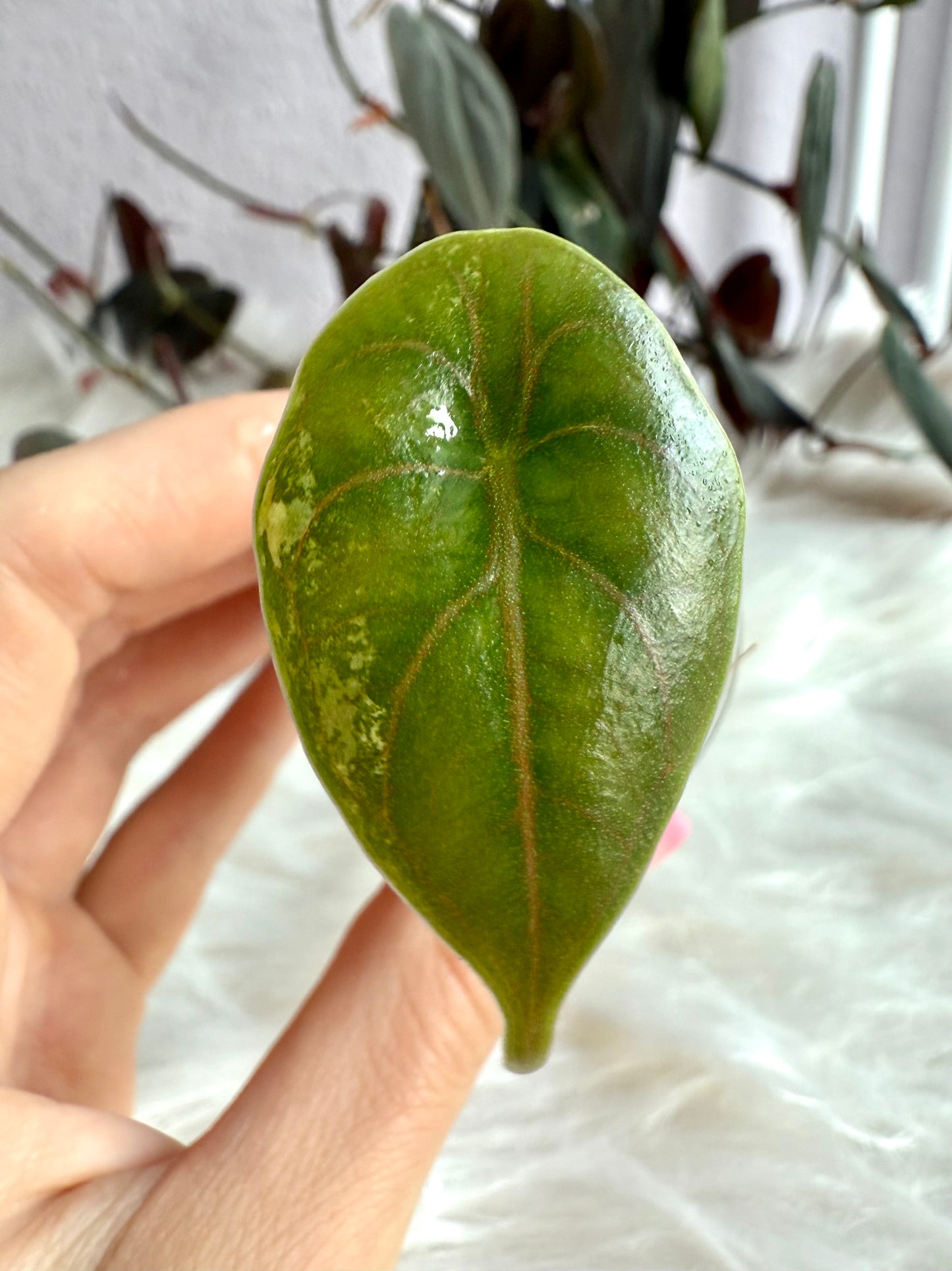 Variegated Alocasia Azlanii Aurea