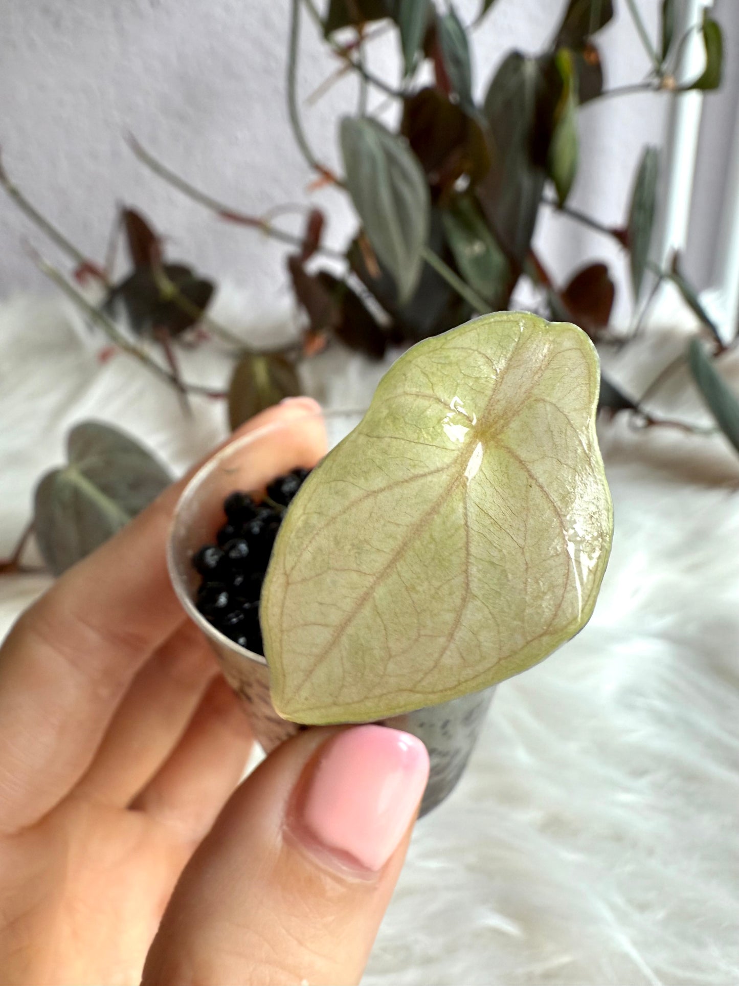 Variegated Alocasia Azlanii Aurea