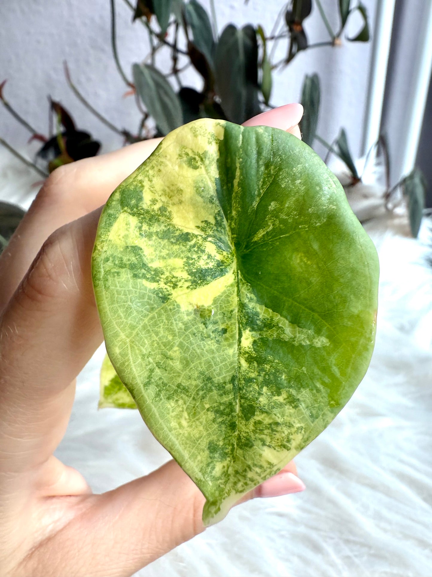 Variegated Alocasia Nebula
