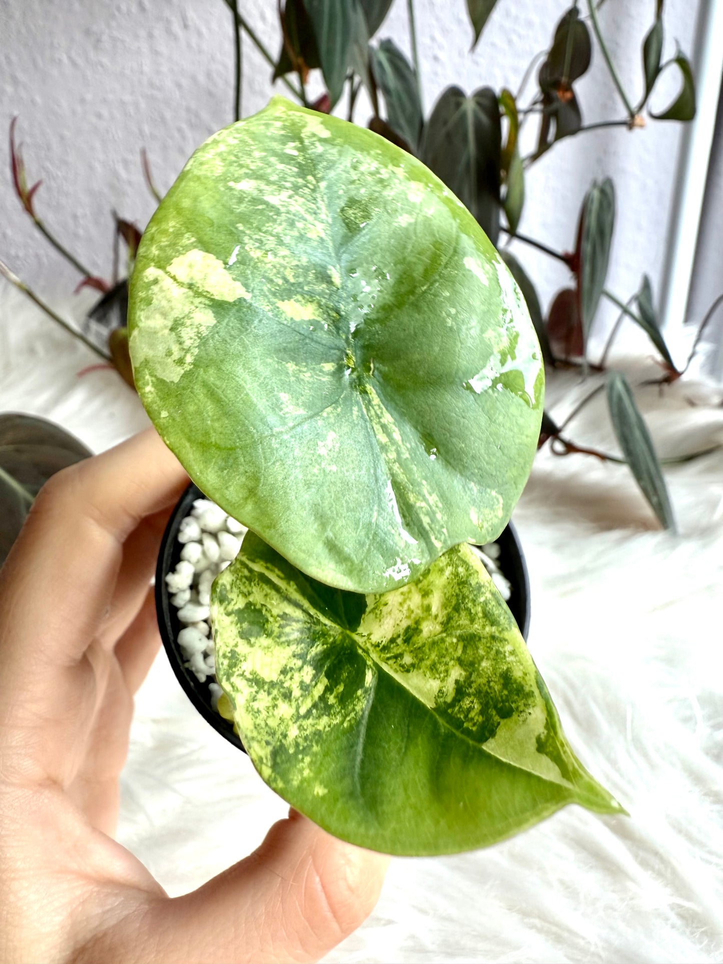Variegated Alocasia Nebula