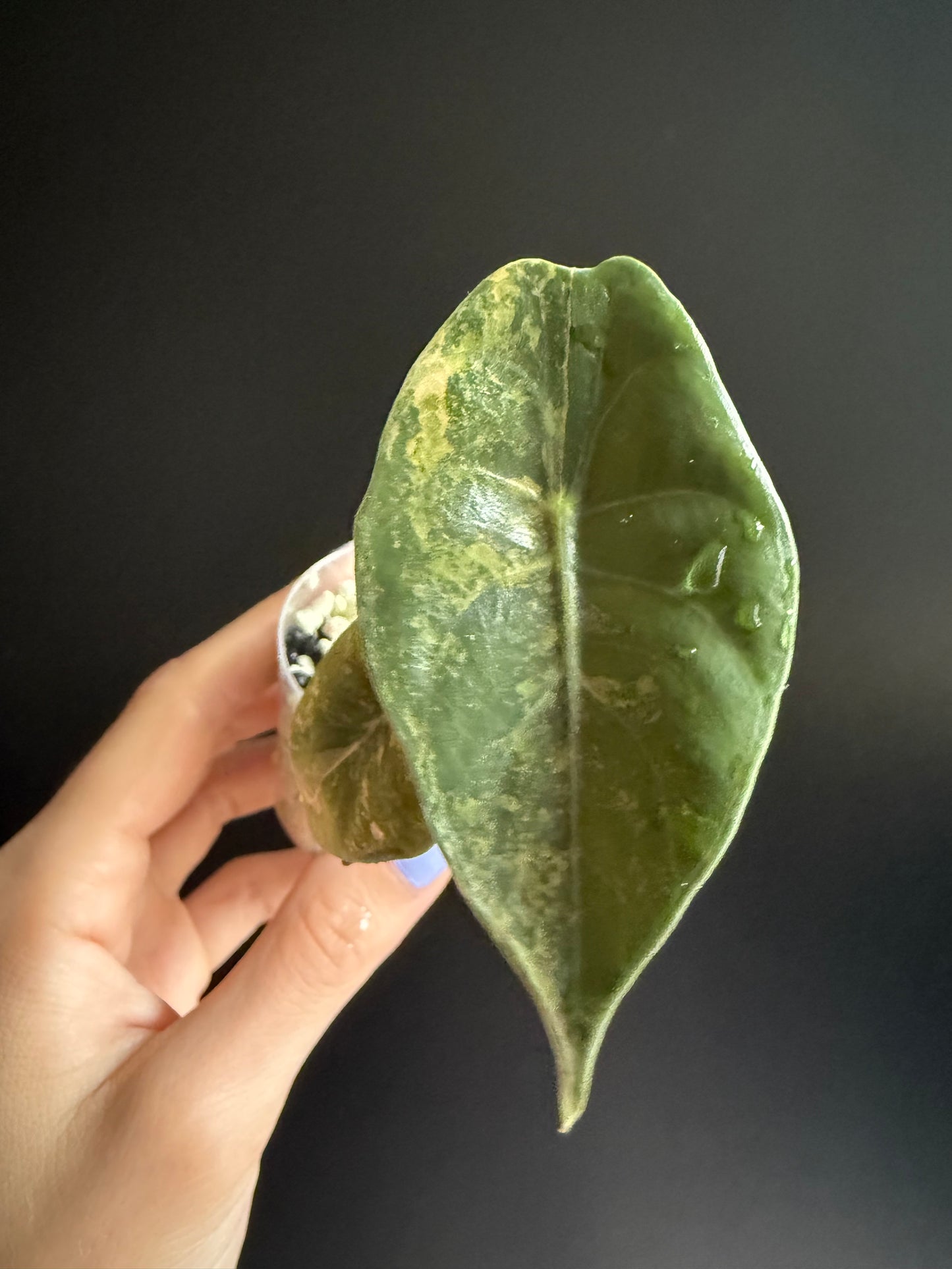 Variegated Alocasia Sedenii Aurea