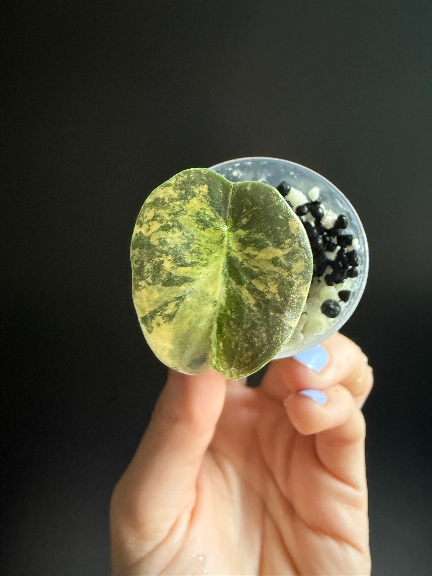 Variegated Alocasia Cuprea Latte