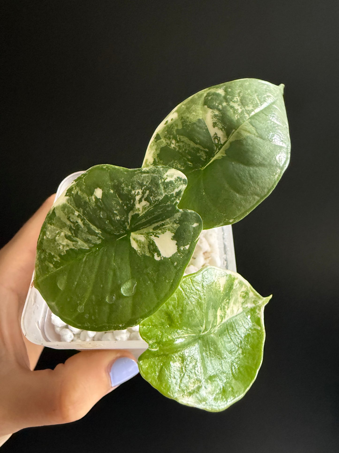 Variegated Alocasia Platinum Albo