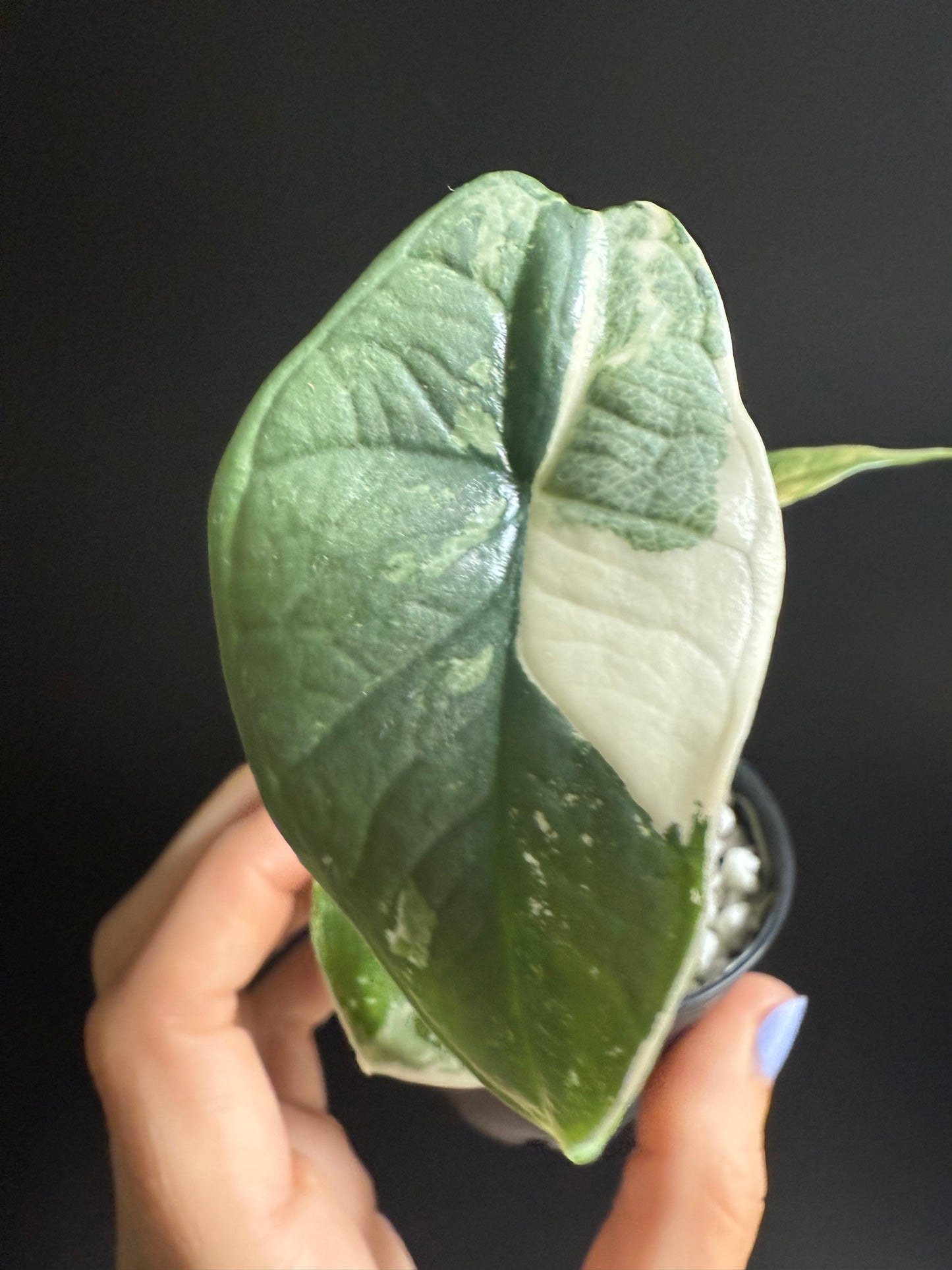 Variegated Alocasia Platinum Albo