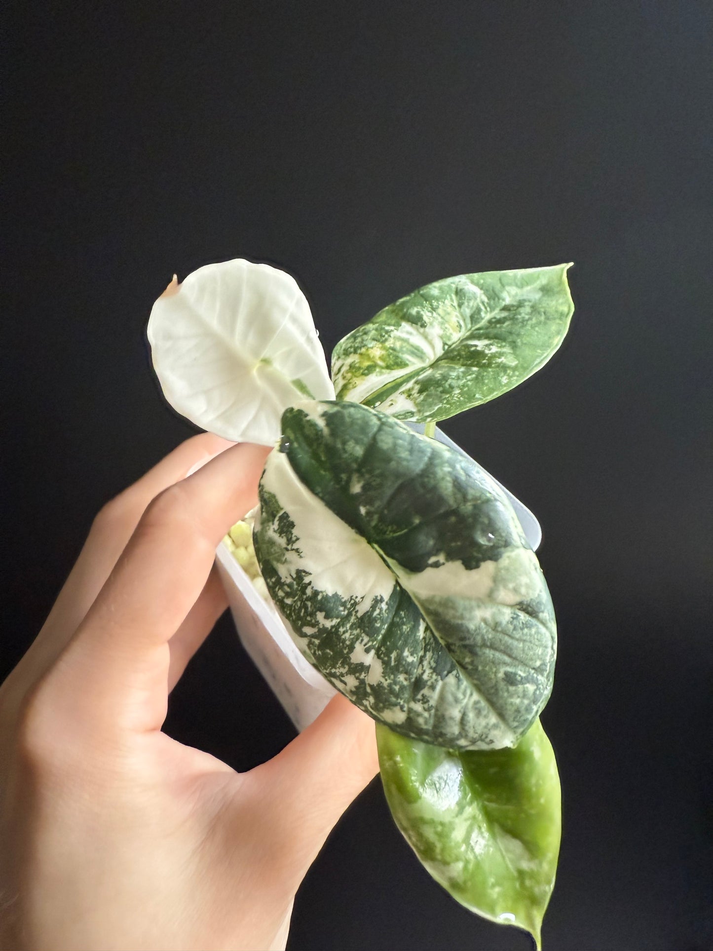 Variegated Alocasia Platinum Albo