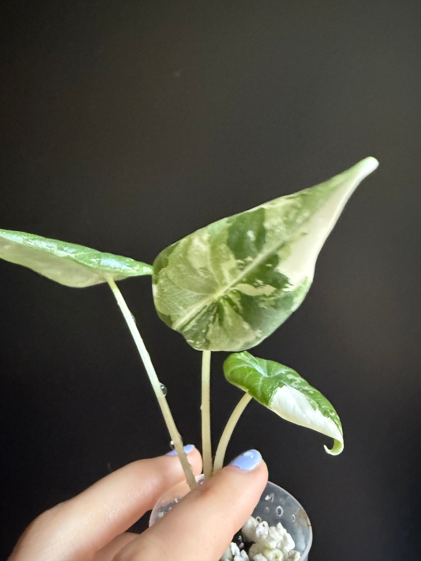 Variegated Alocasia Maharani Albo | Pink