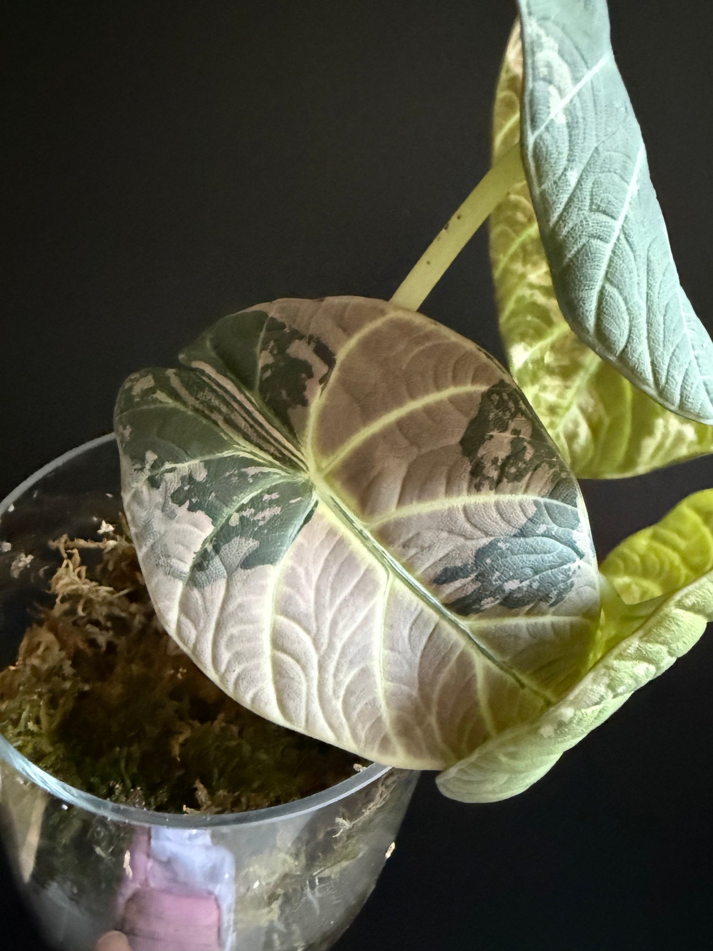 Variegated Alocasia Maharani Albo | Pink